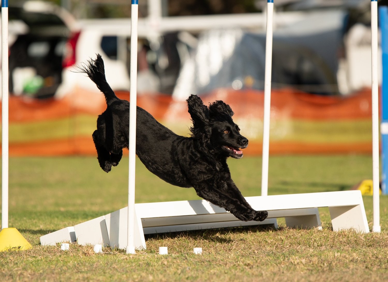 Classes — Brisbane Agility Dog Club