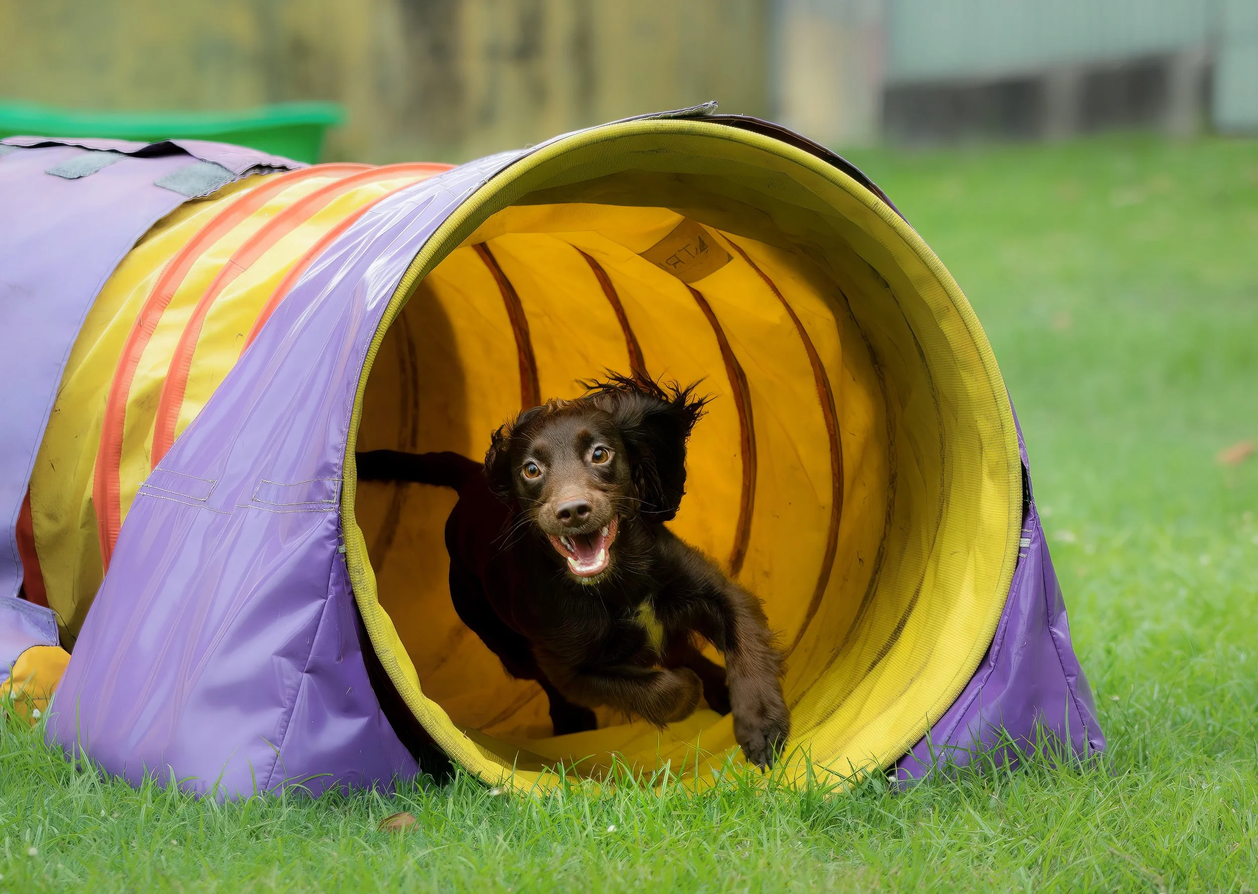 Classes — Brisbane Agility Dog Club