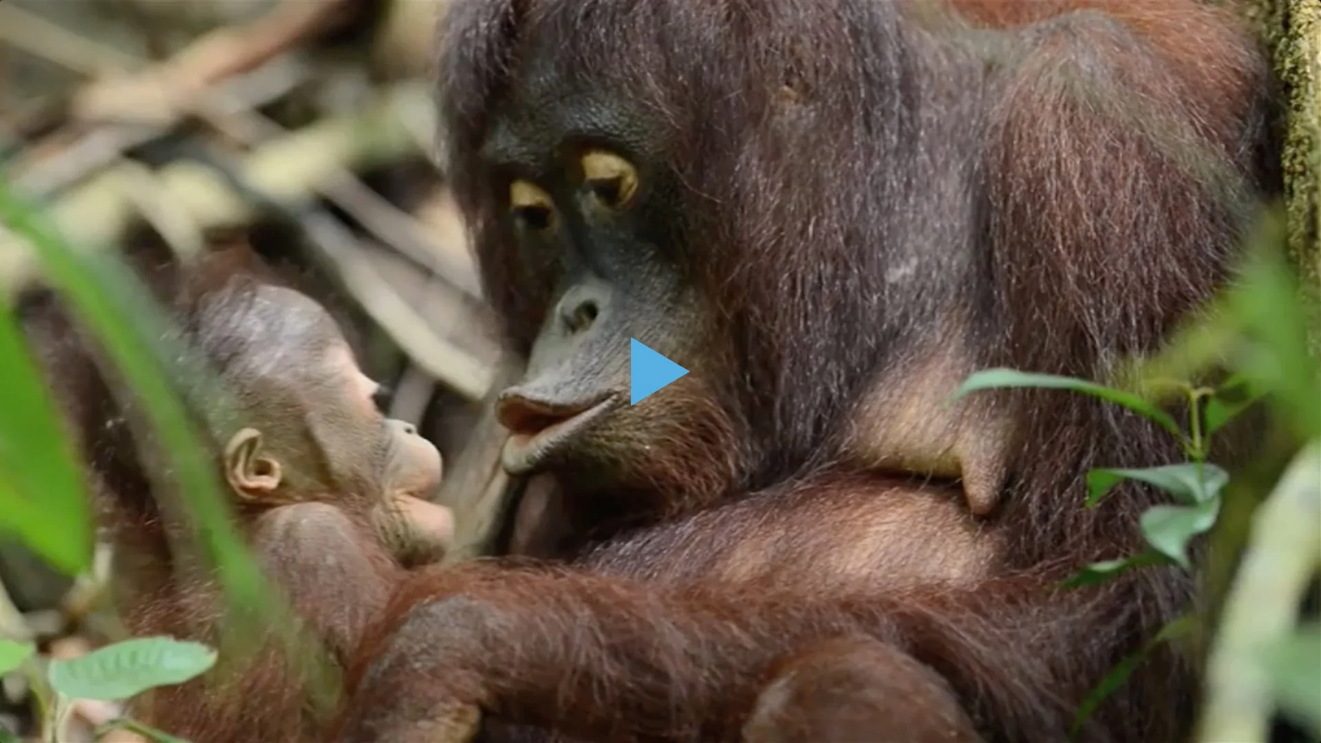 WORLD ANIMAL PROTECTION