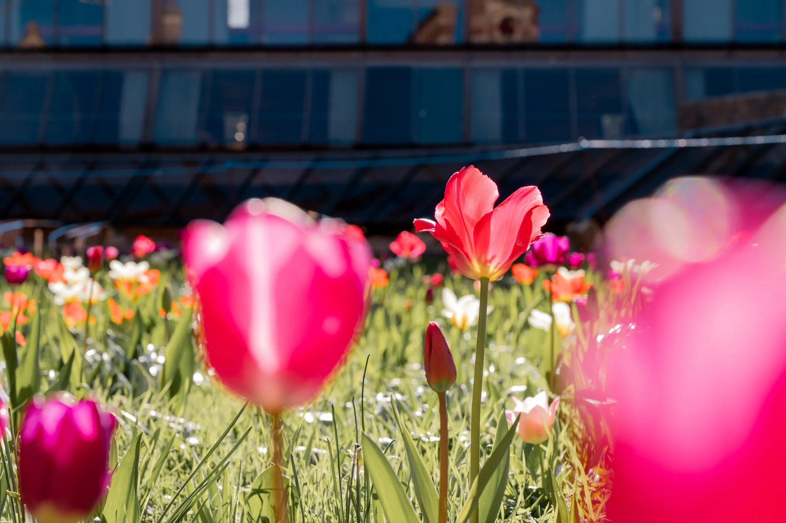 March 2026 Flowers-22.jpg