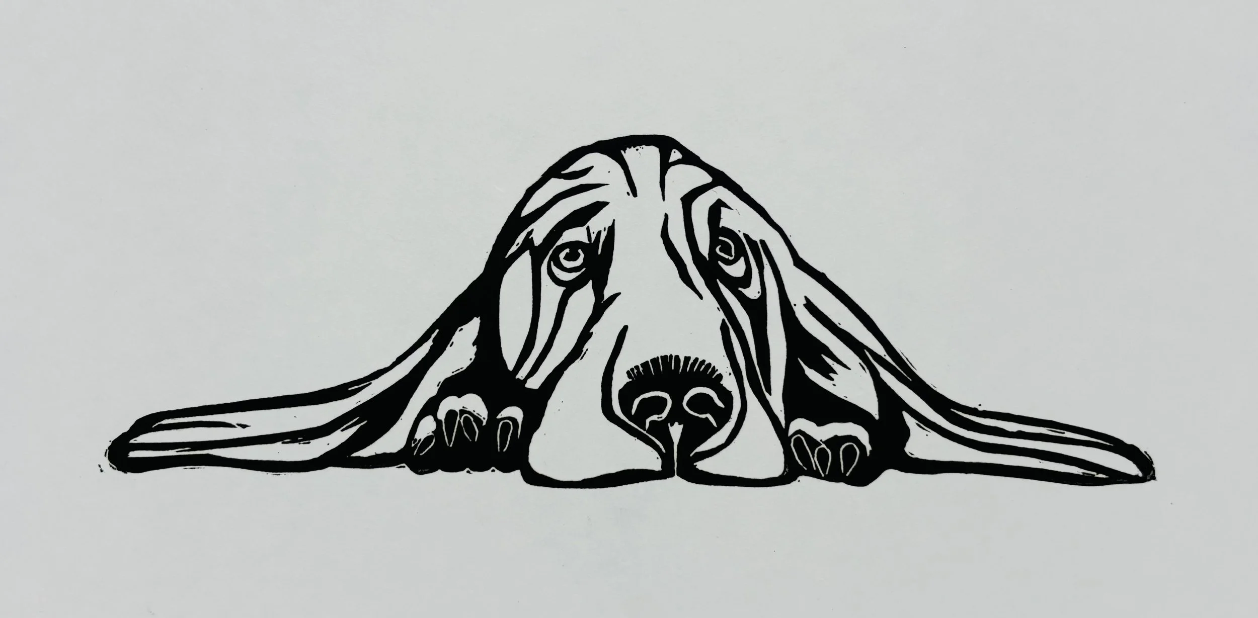 Basset Hound