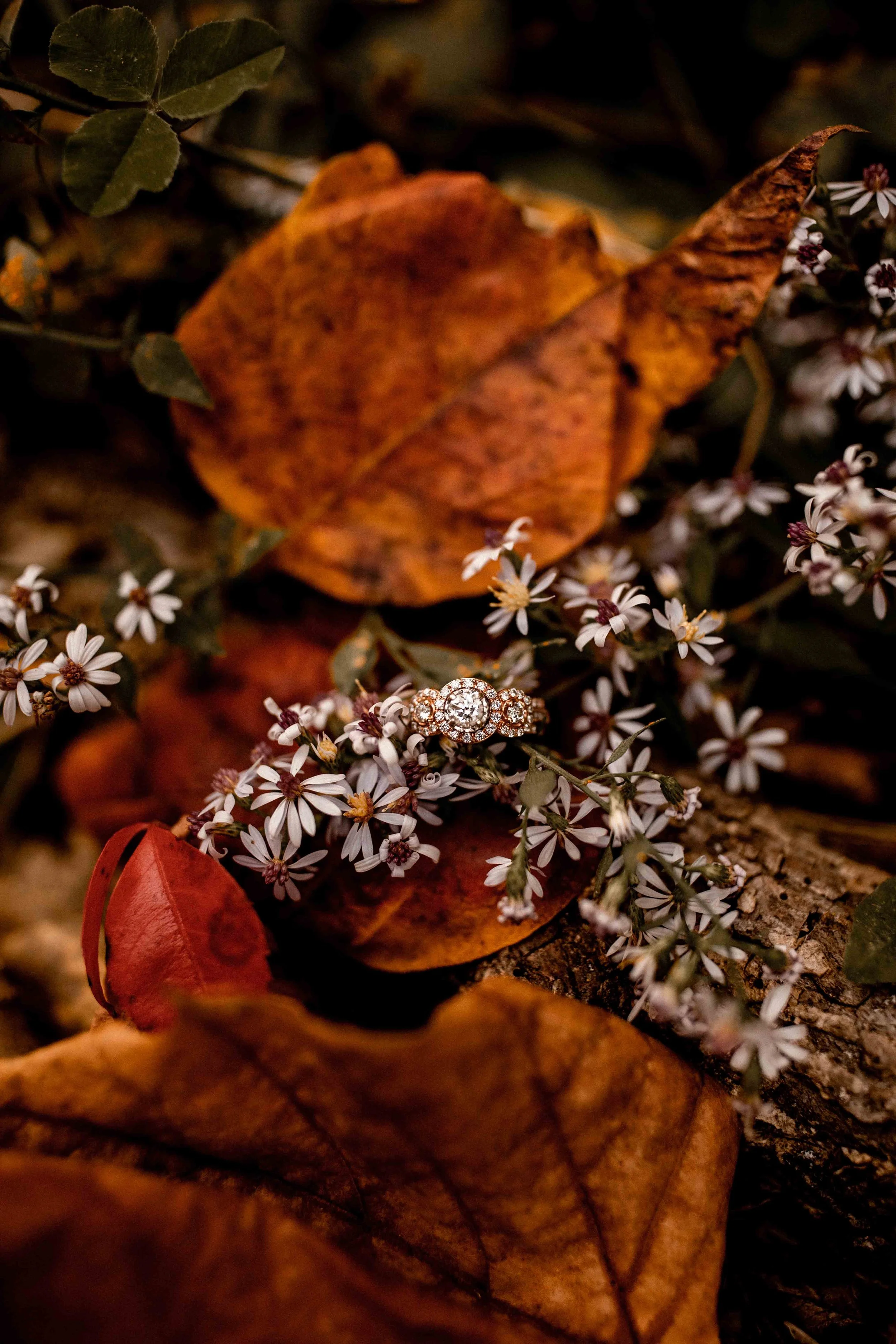 Engagement ring on fall leaves and small white flowers