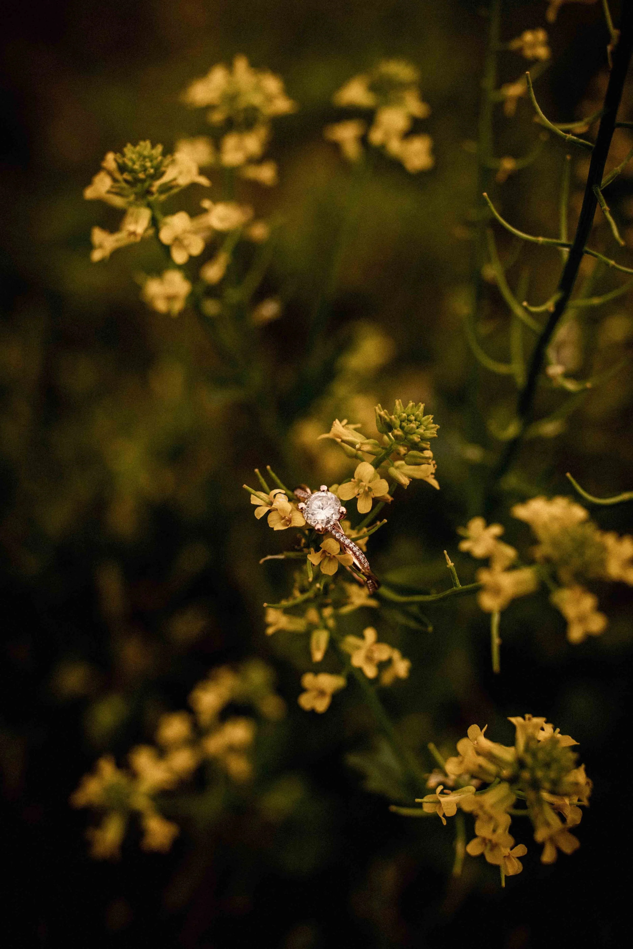 Engagement ring on small yellow flowers at James A Reed Memorial Area