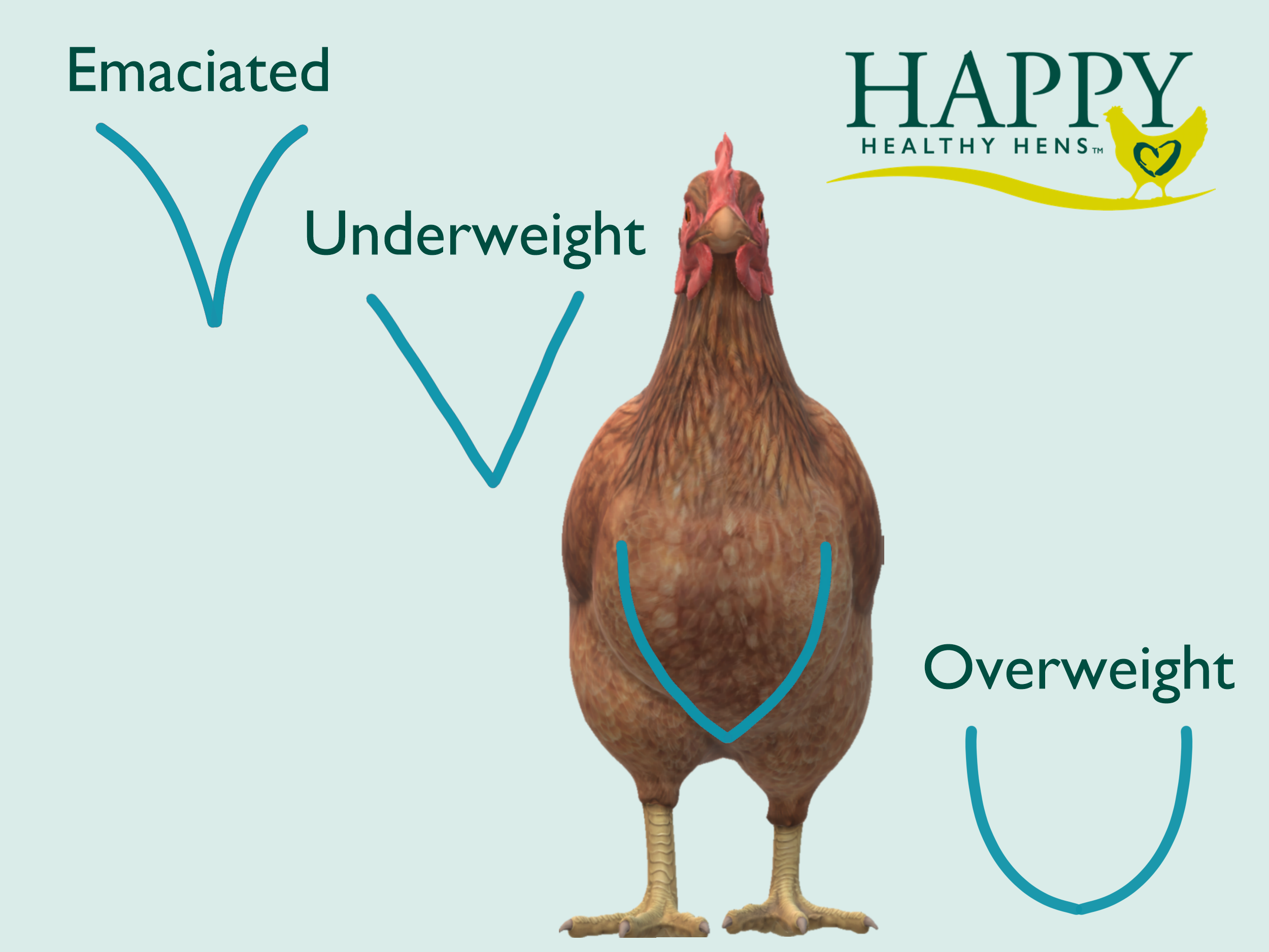 How to Body Condition Score Your Hens