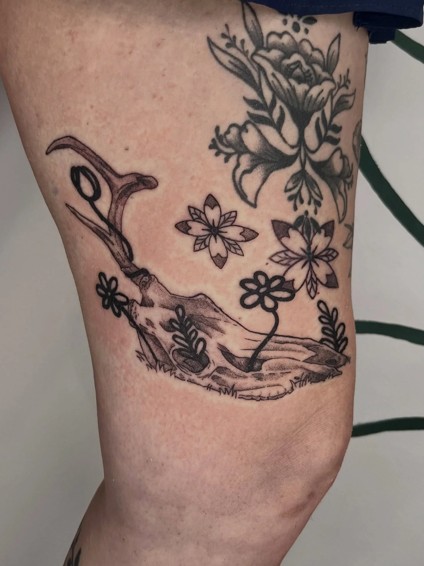 Got to do this cool deer skull from my flash! thank you so so much Sara for all the trust and support throughout the years 🥰 Youre so brave and tough for this placement 😎
.
.
.
.
as always made with lotsa love
@honey_tattoo.roc 
.
.
.
book are open