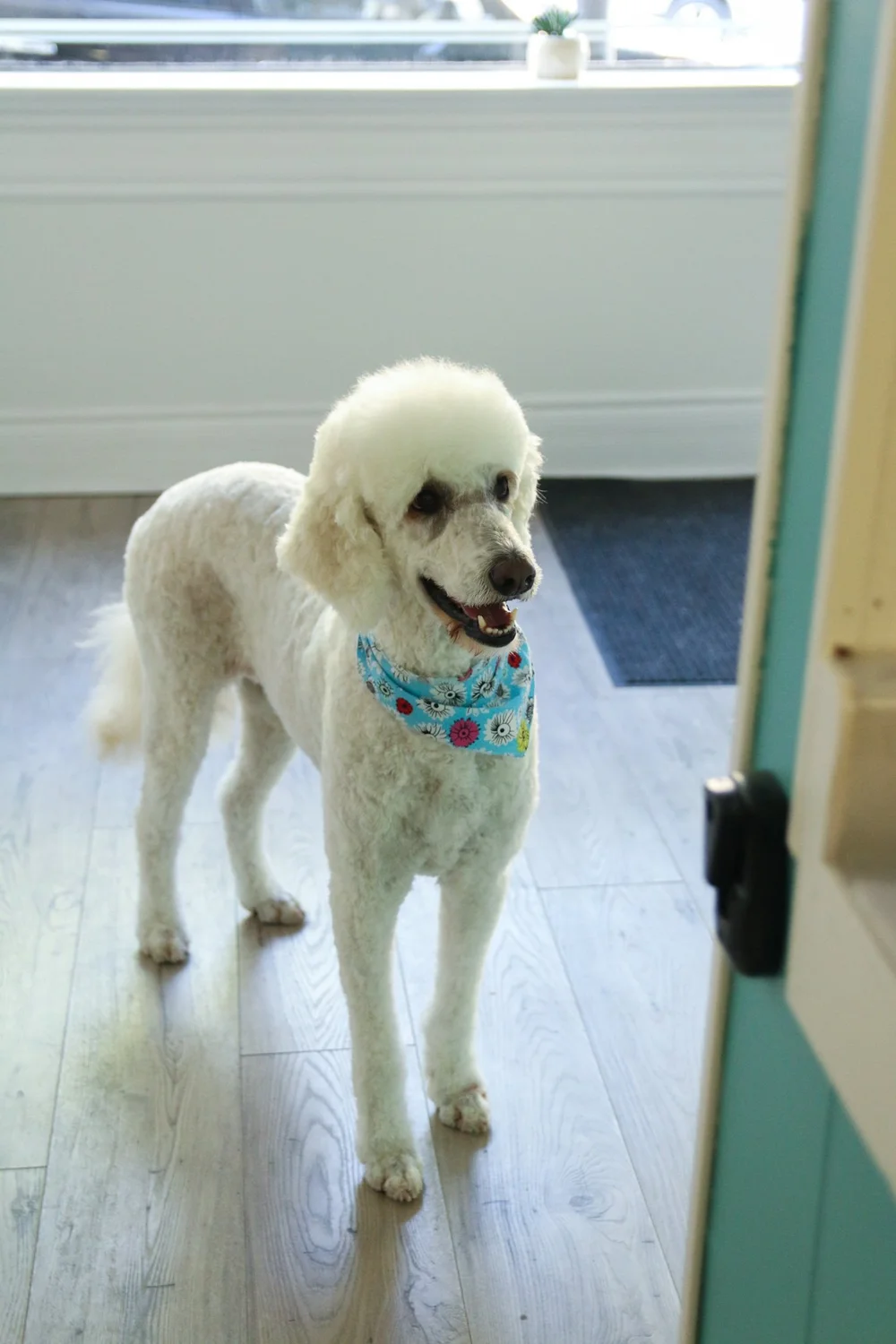 First Time? Top Knot Dog Grooming Orillia — Top Knot Dog Grooming