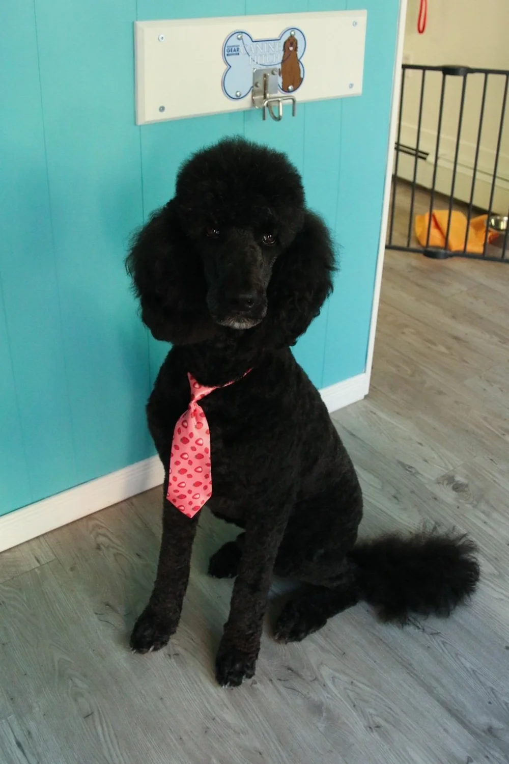 Top Knot Dog Grooming Orillia Dog Groomer
