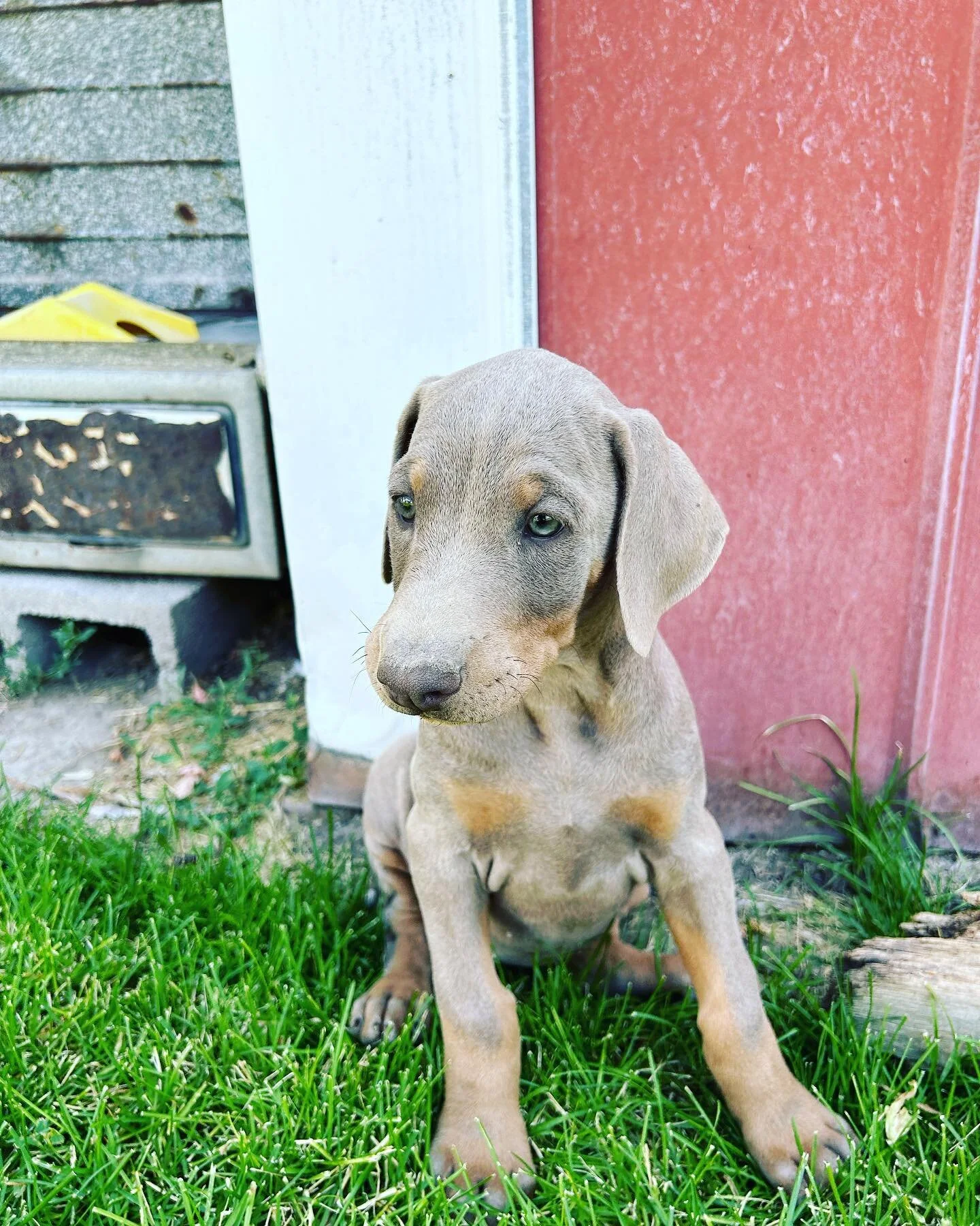 We have one fawn female left! She is ready to go to her forever home now! Please message if interested! #dobermanpinscher #doberman #worldofdoberman #dobielove #dobiepuppy #dobermans_akc #dobermanpuppy #dobermanlovers