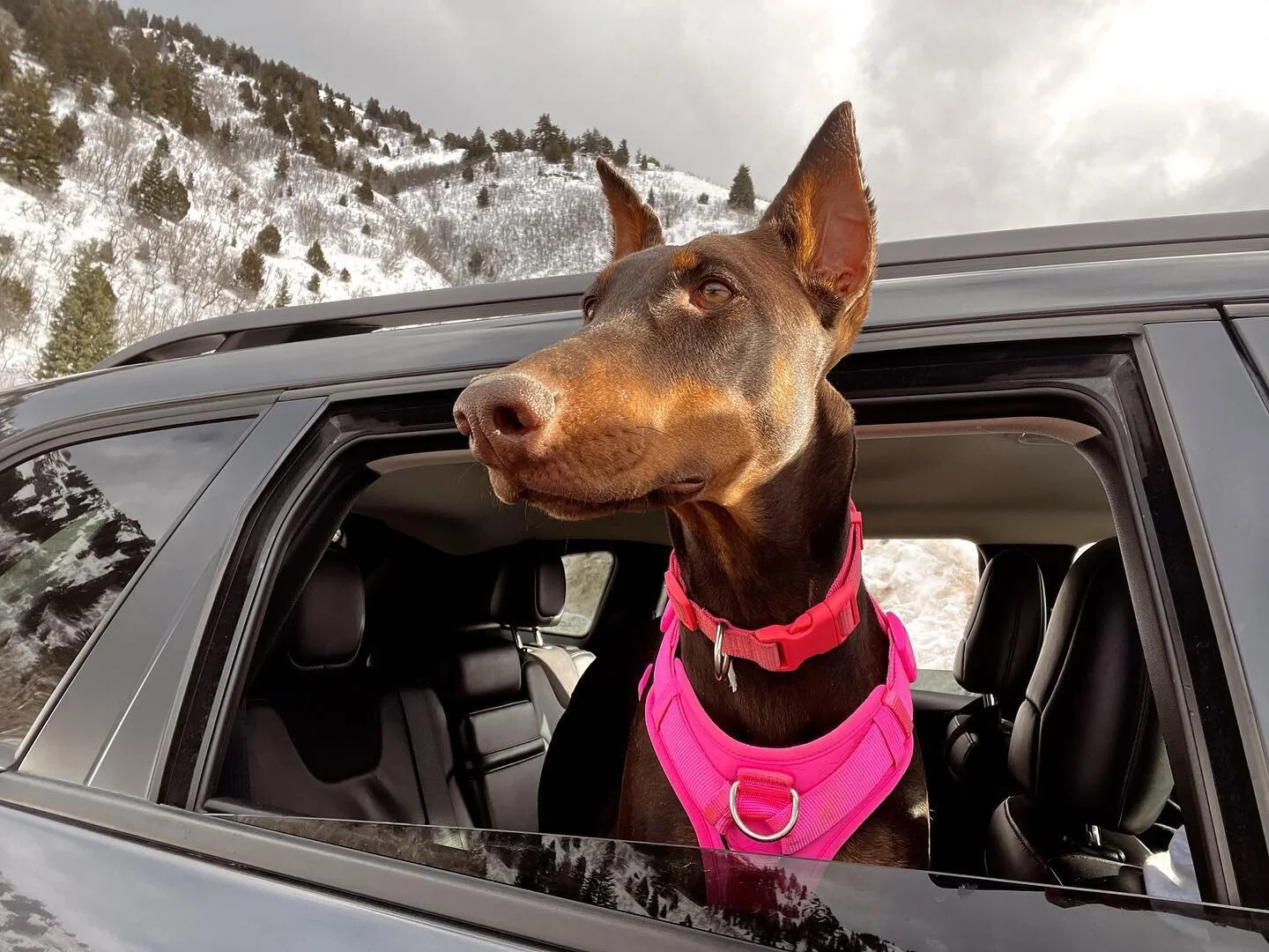 No filter needed on this beautiful girl! 😍 Nova is from Rubi&rsquo;s litter in 2022. Everyone who meets her wants to take her home. Can&rsquo;t say we blame them. 

#dobermanpinscher #dobie #dobermann #dobermunns #doberman_instagram #worldofdoberman