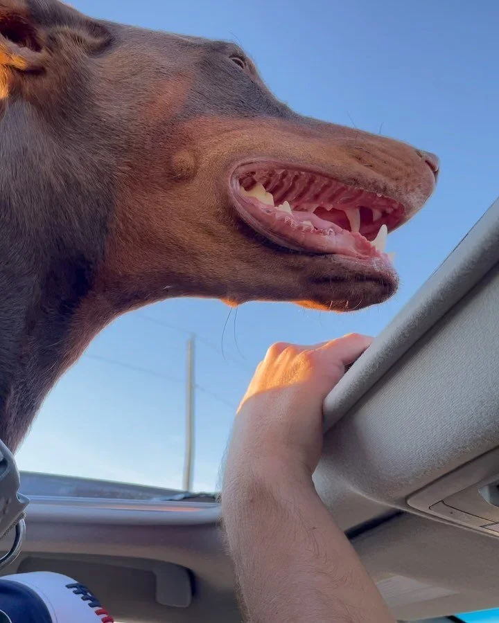 Happy birthday (yesterday) to our Rubi girl! We love our silly, bum wiggle, people loving, and baseball watching girl. We sure love you and all the joy you bring into our life. ❤️🥳 #dobermanpinscher #dobermann #dogbirthday #happybirthdaydog #dobie #