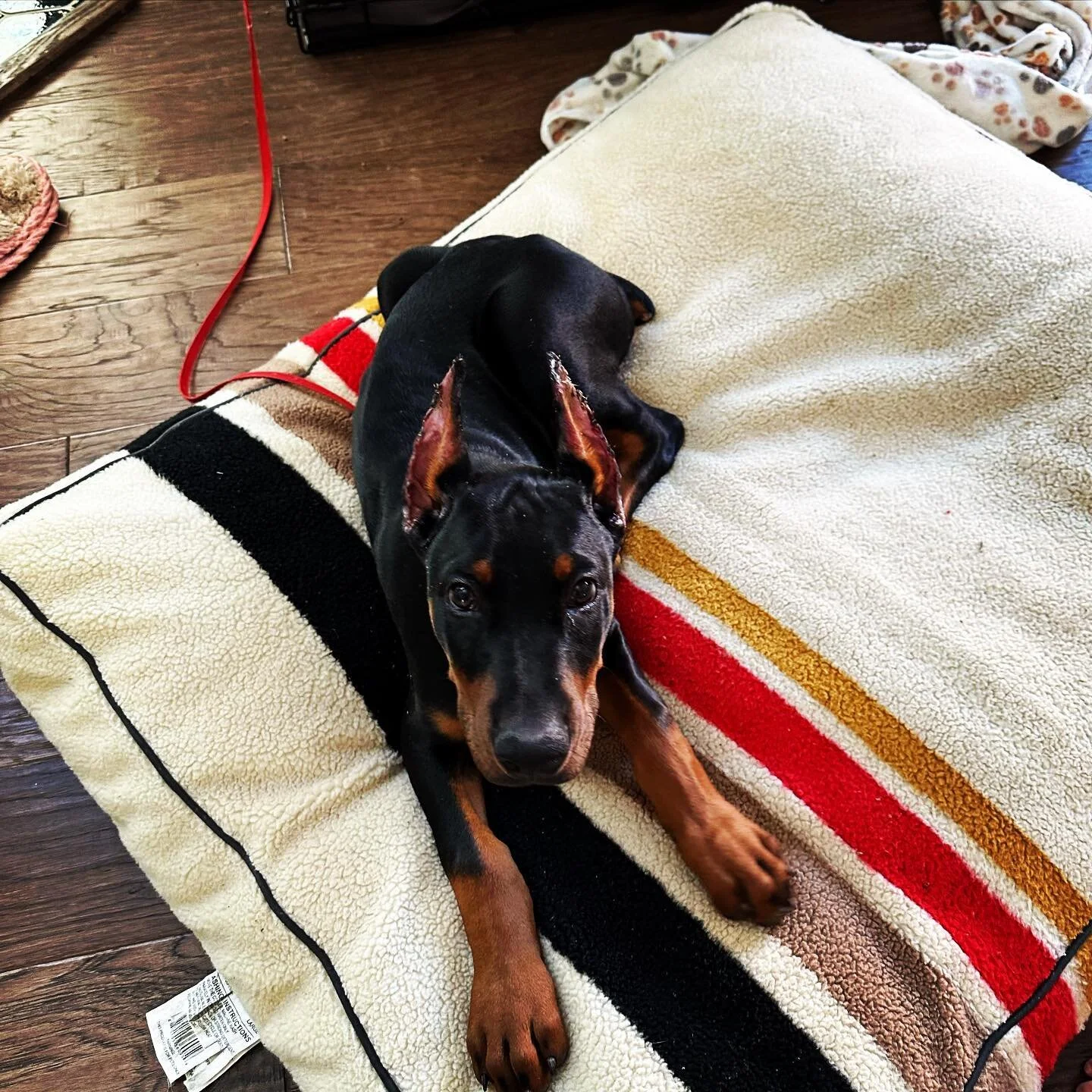 Bane went to his forever home two weeks ago in Colorado! He is loving his new family and new sibling. He is doing amazing with training and is the best boy. We&rsquo;re so happy he found such a loving home. Congrats to the Dykstra family! #dobermunns