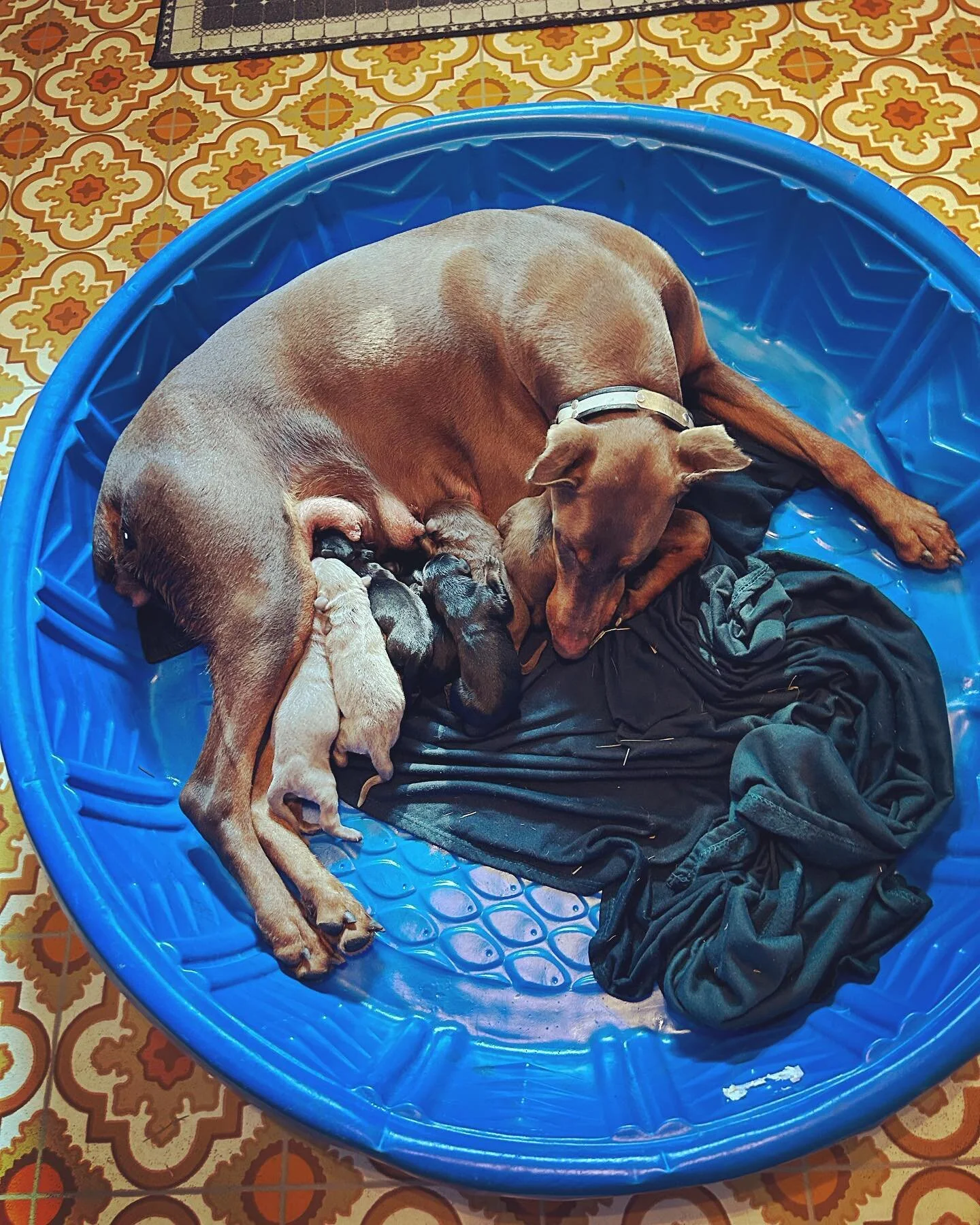 Rubi&rsquo;s pups are here!! We have 9 healthy and beautifully colors babies. We&rsquo;re taking deposits now! Please message if interested for more details. #worldofdoberman #doberman #dobie #dobermanpinscher #dobermann #dobermans #doberman_instagra