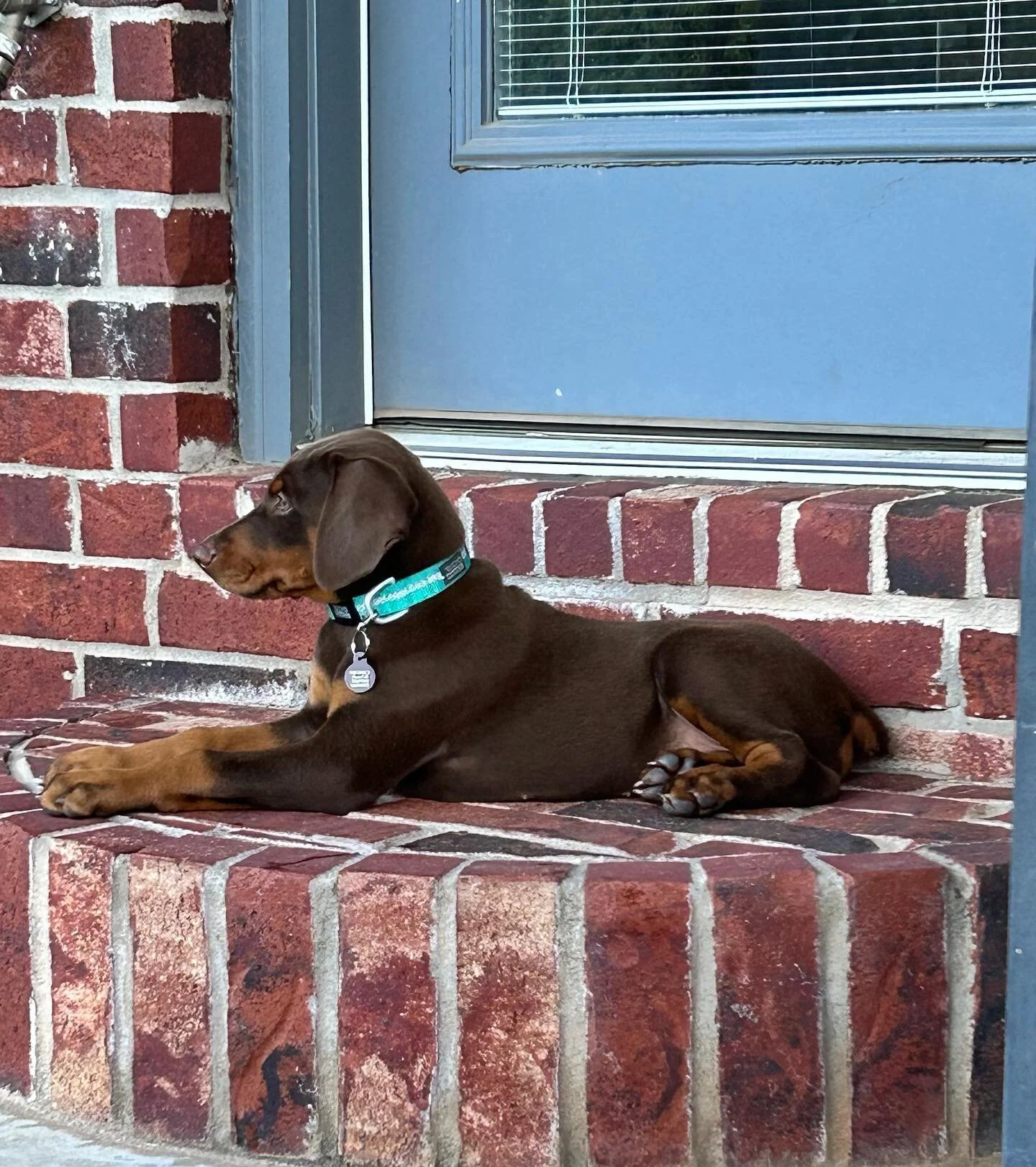Our pups went to their forever homes a few weeks ago! They went to awesome families and are doing amazing. We&rsquo;re so lucky to have such great buyers. Congrats to everyone and their new pups! ❤️ #dobermunns #dobermanns #dobermans_akc #dobermann #