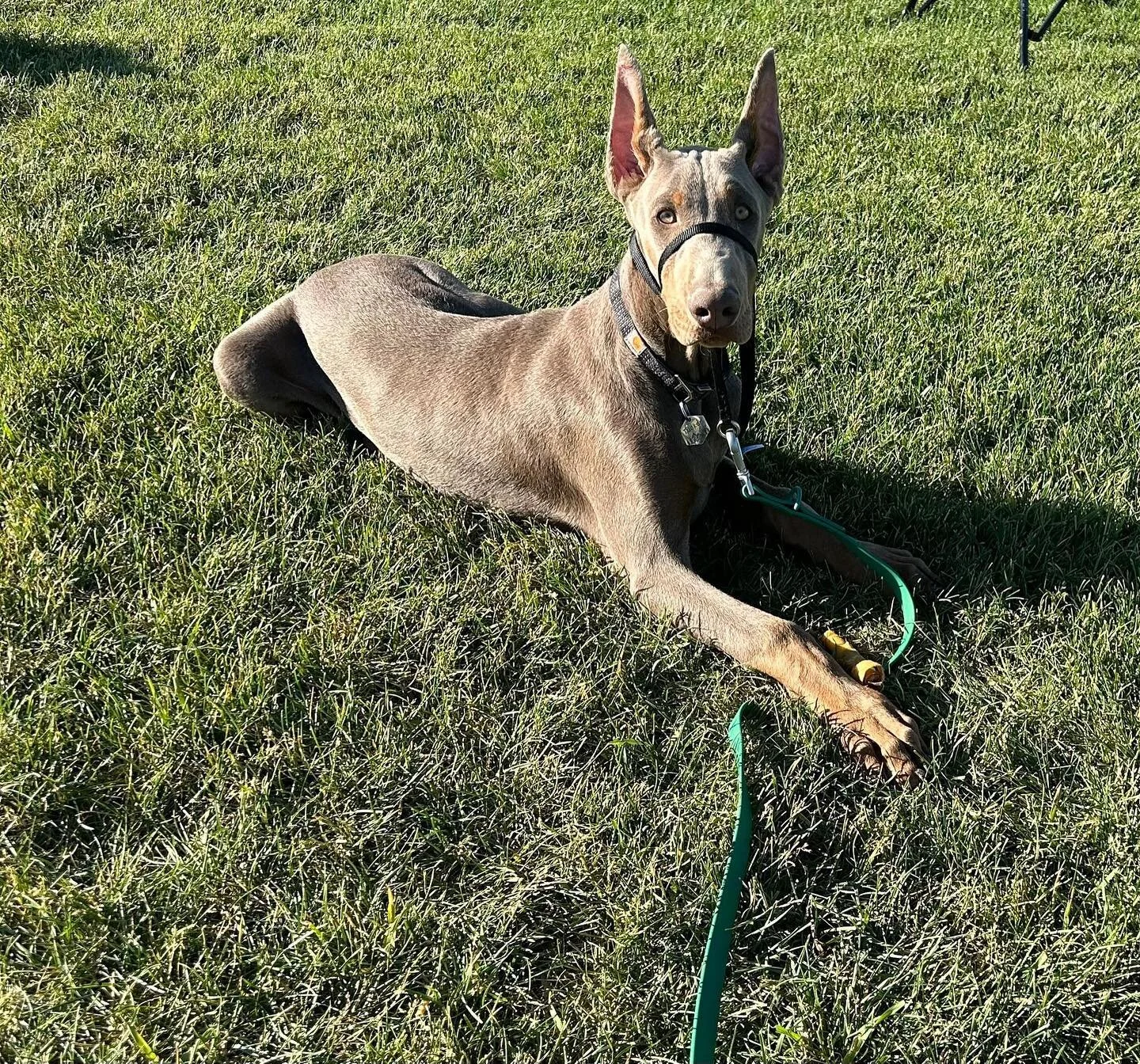 Meet our newest addition Tucker! We got Tucker back in May and he has been such a great decision. He is our sour-patch dog. He loves to be mischievous but then after is the sweetest. He LOVES people and wants to say hi to everyone on an outing. We ar
