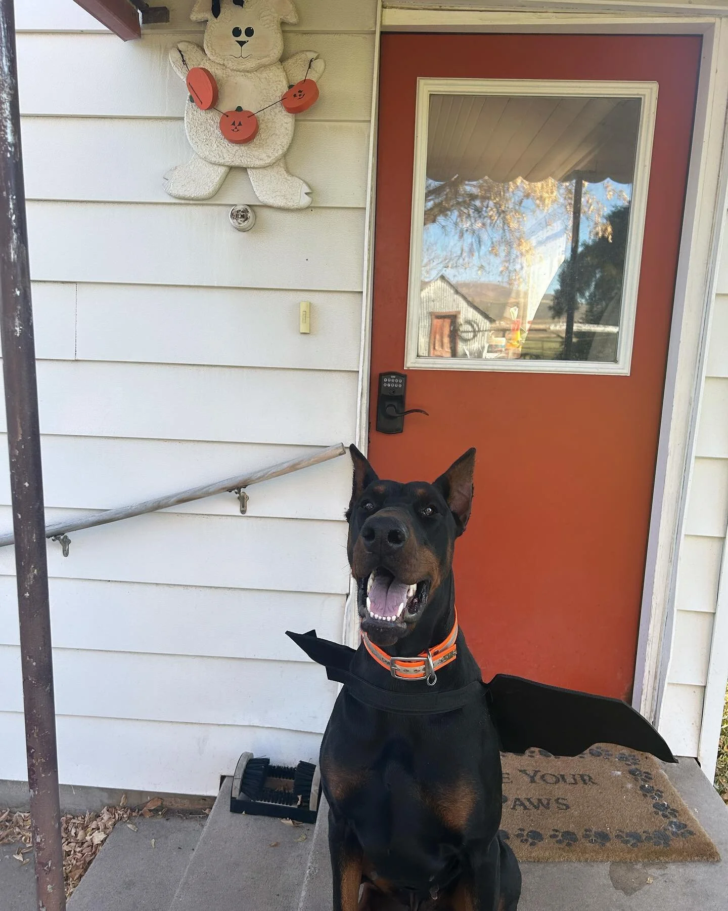 Happy Halloween from DoberMunns! 🎃👻💀 #dobermunns #dobermanns #dobermans_akc #dobie #worldofdoberman #dobermanpinscher #dobermanlove #dobermanofinstagram