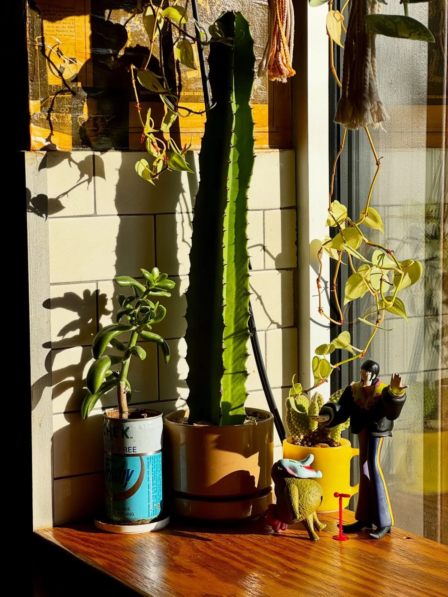 Our windows are looking so lovely on a balmy winters day thanks to @perchplants 🌱 

The Phoenixville-based shop keeps our spaces green and gorgeous in Fishtown and West Philly. Check them out for your own leafy friends, plant styling, workshops, and