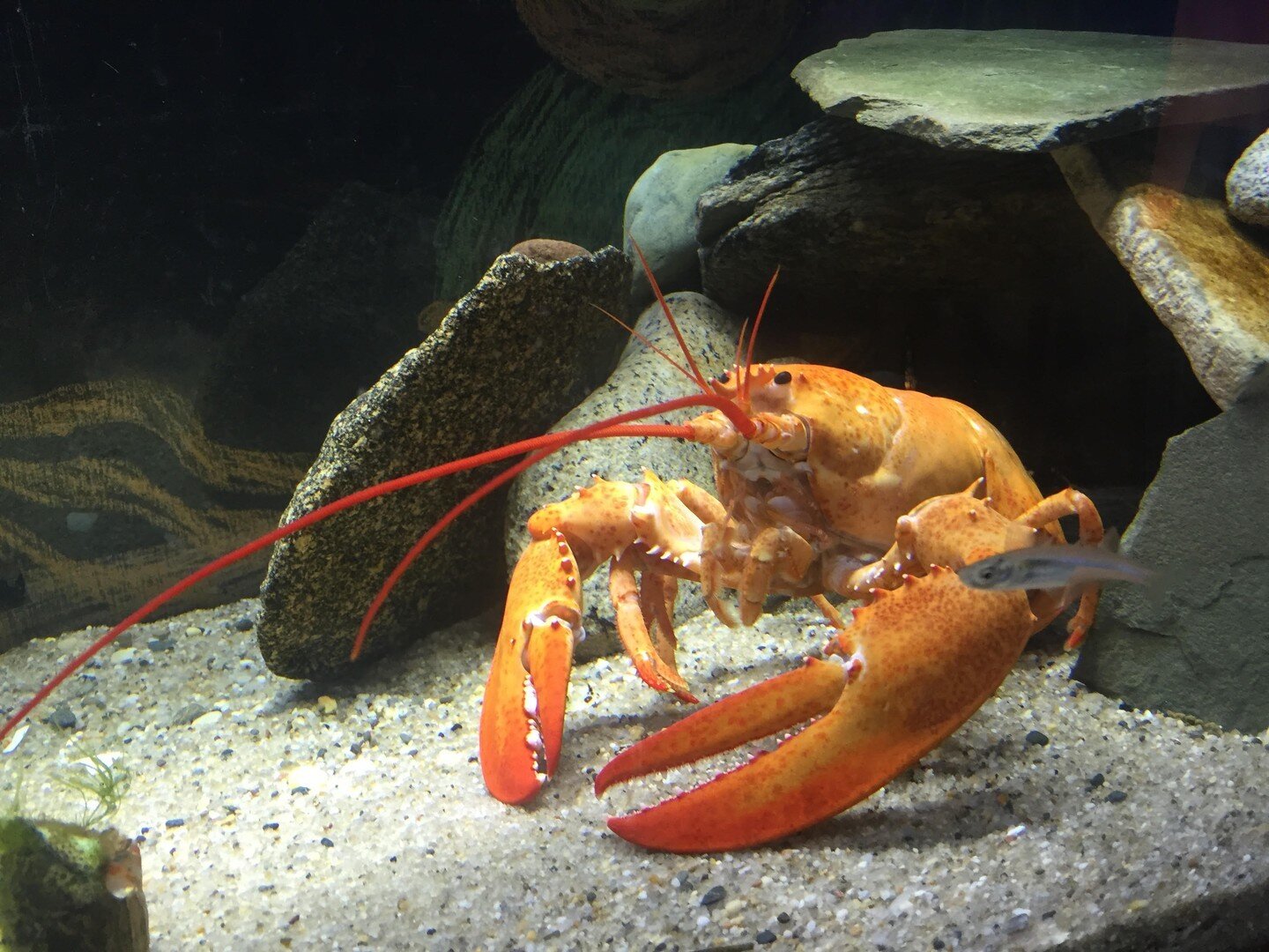 AQUARIUM ANTICS

For 600 Points in our ACKlimate Scavenger Hunt, visit the Maria Mitchell Association Aquarium! Name and upload a photo of your favorite species to Goosechase Game Code D77LBV.

Clementine the Lobster is a personal favorite | image co