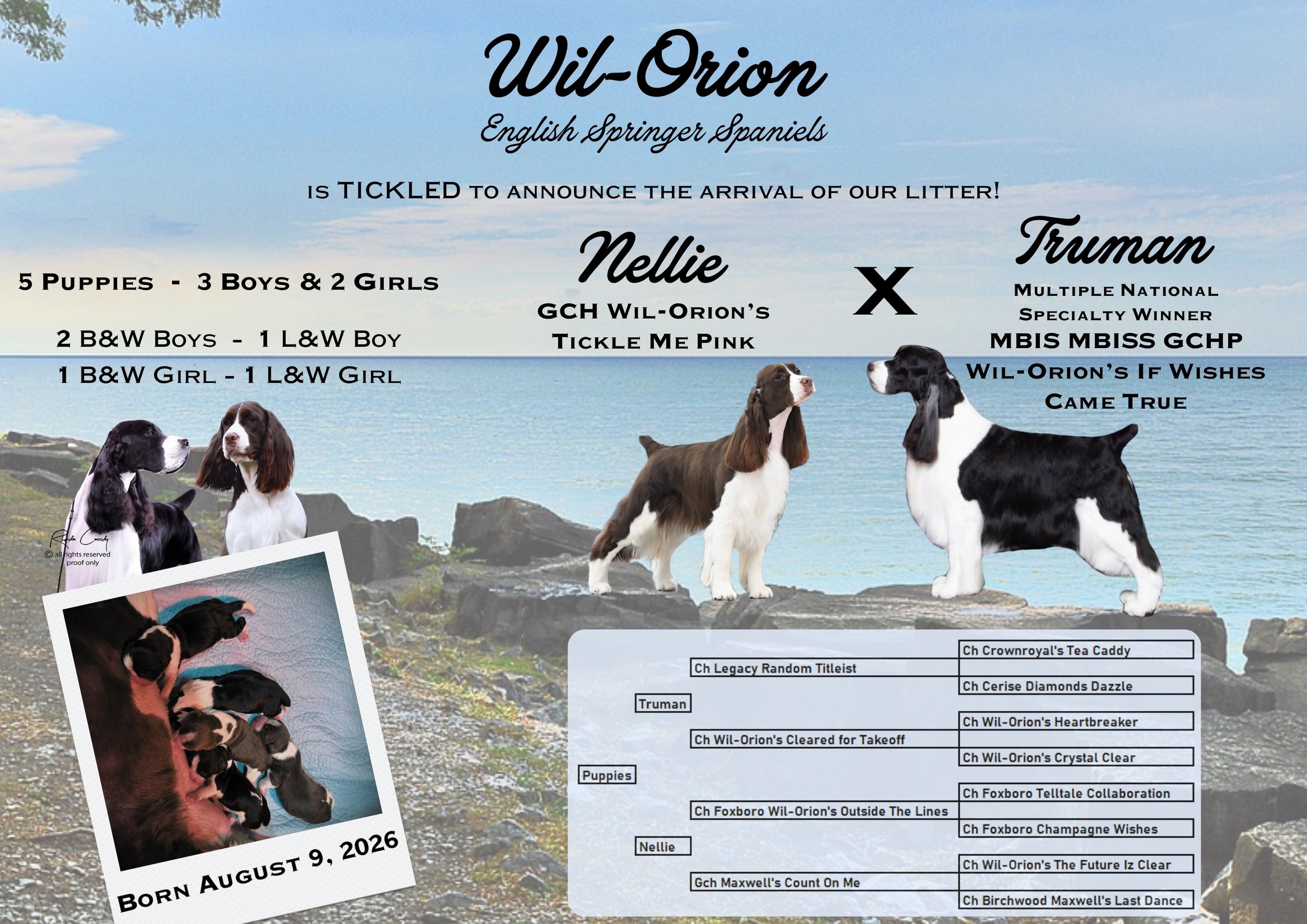 A digital announcement for the Wil-Orion English Springer Spaniels, celebrating the arrival of five puppies. The background features a coastal landscape with rocks and a blue sky. The text mentions the mother dog Nellie and the father dog Truman, listing their achievements and lineage. There are photos of the dogs and some of the puppies, along with a birth date of August 9, 2026.