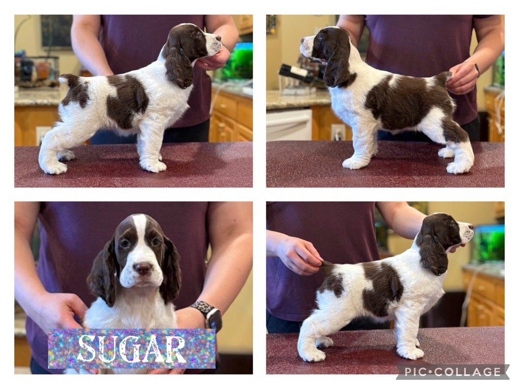 The Guy and Daisy puppies are 8 weeks old and we are pleased with how they have turned out!
There are potentially a few still looking for their homes. Reach out today to learn more!
