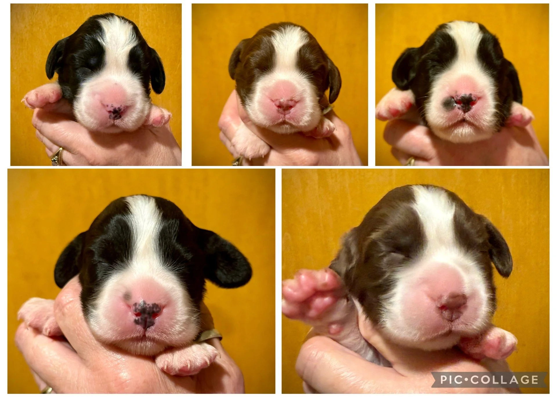 A collage of six photos showing a person holding a small, newborn puppy with a lace pattern on its nose, against a yellow background. The puppy's coat is black and white, with some brown on the ears and face.