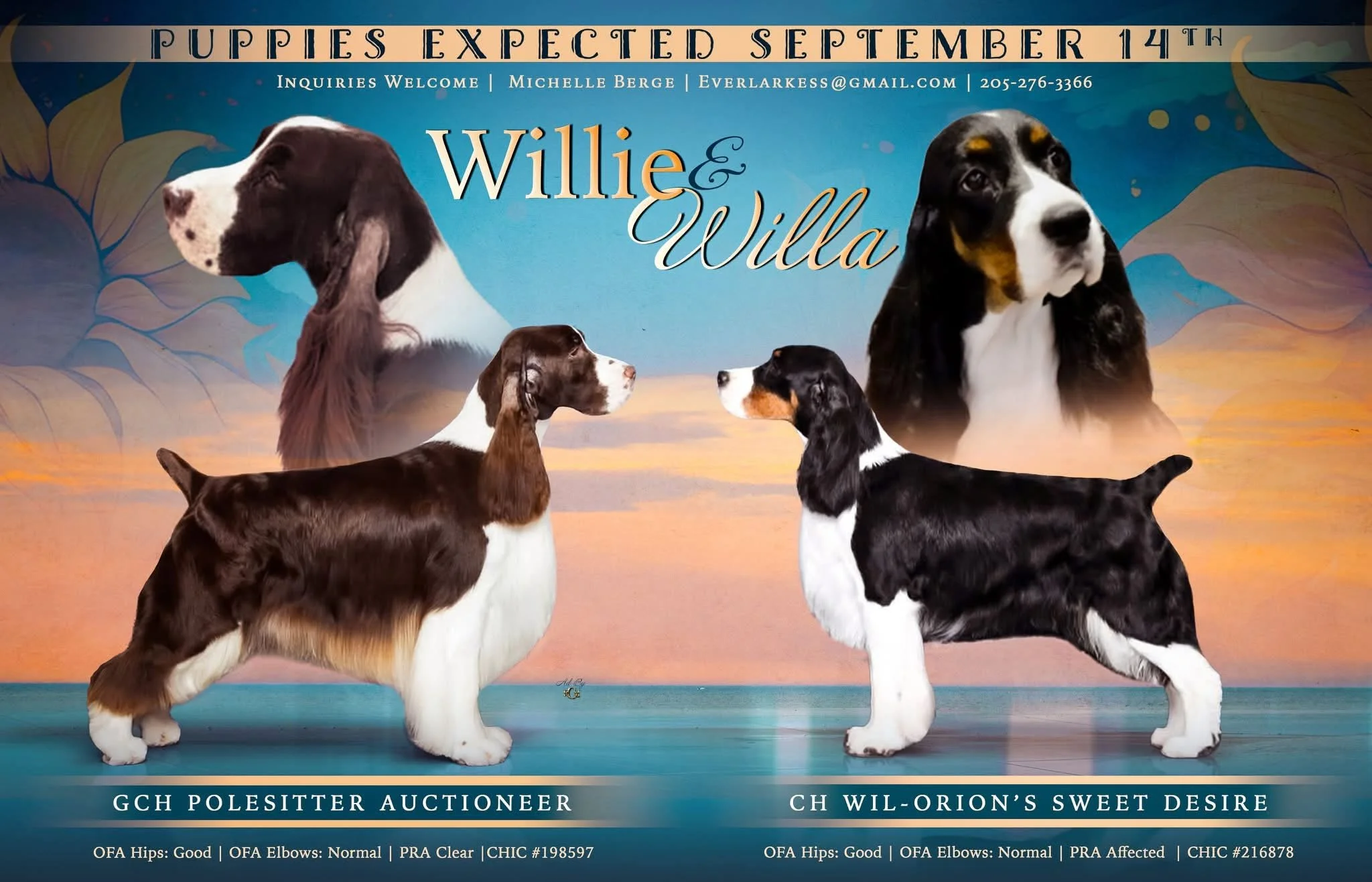 Advertising flyer for puppies with multiple images of Cocker Spaniel puppies and adult dogs, blue background with trees and sunset, contact information, and breed details.