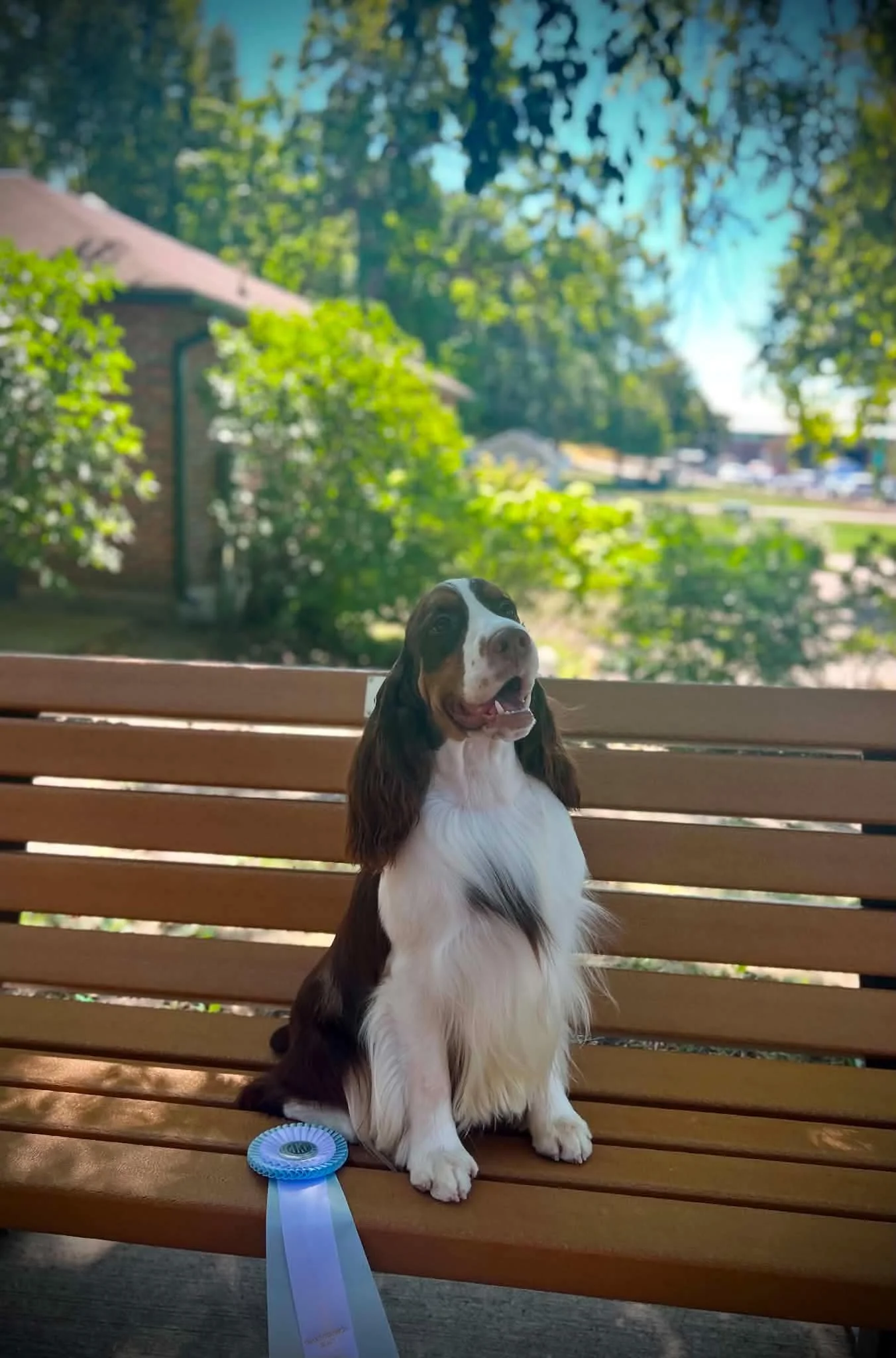 An English Springer Spaniel (Wil-Orion) named Jason posed on a bench with his ribbon.