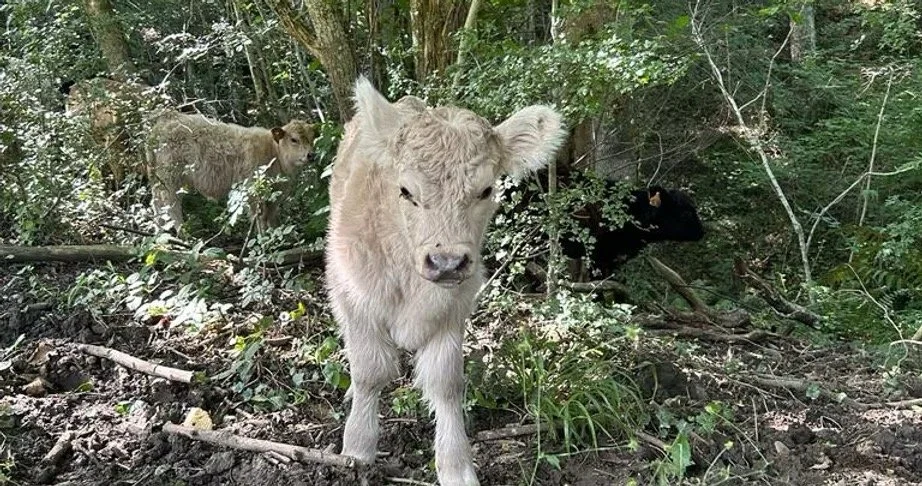 Cowfulness Day Retreat