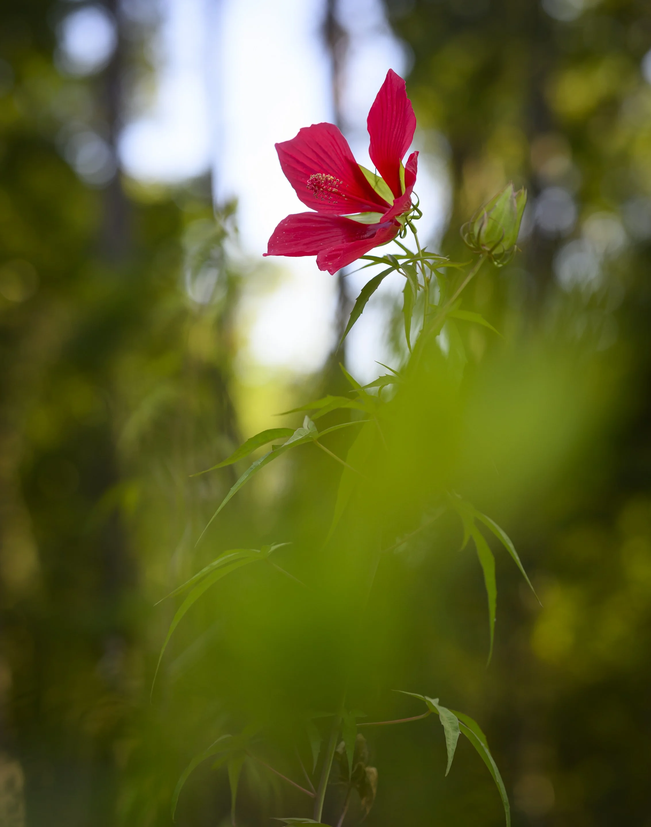 Lowcountry Center for Conservation (2).jpg