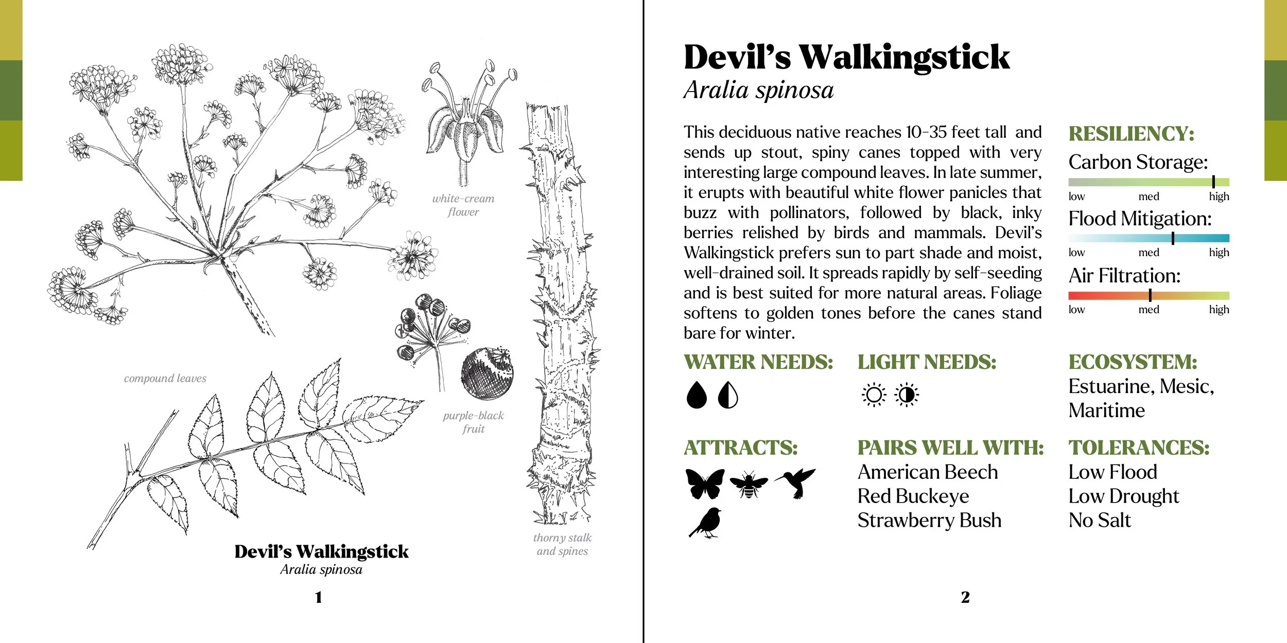 treebook devils walkingstick.jpg