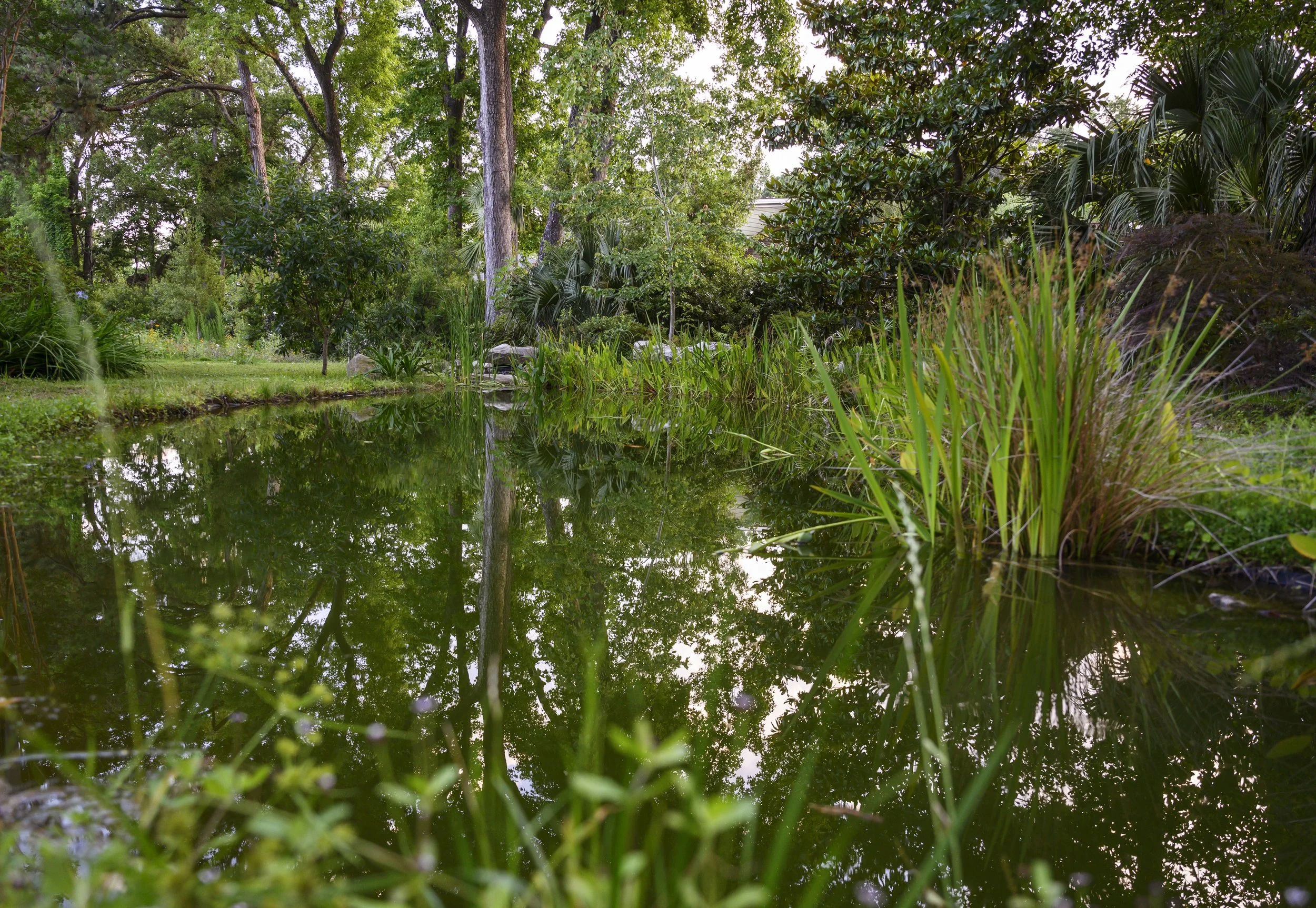 Naturalized Pond Landscape (9).jpg