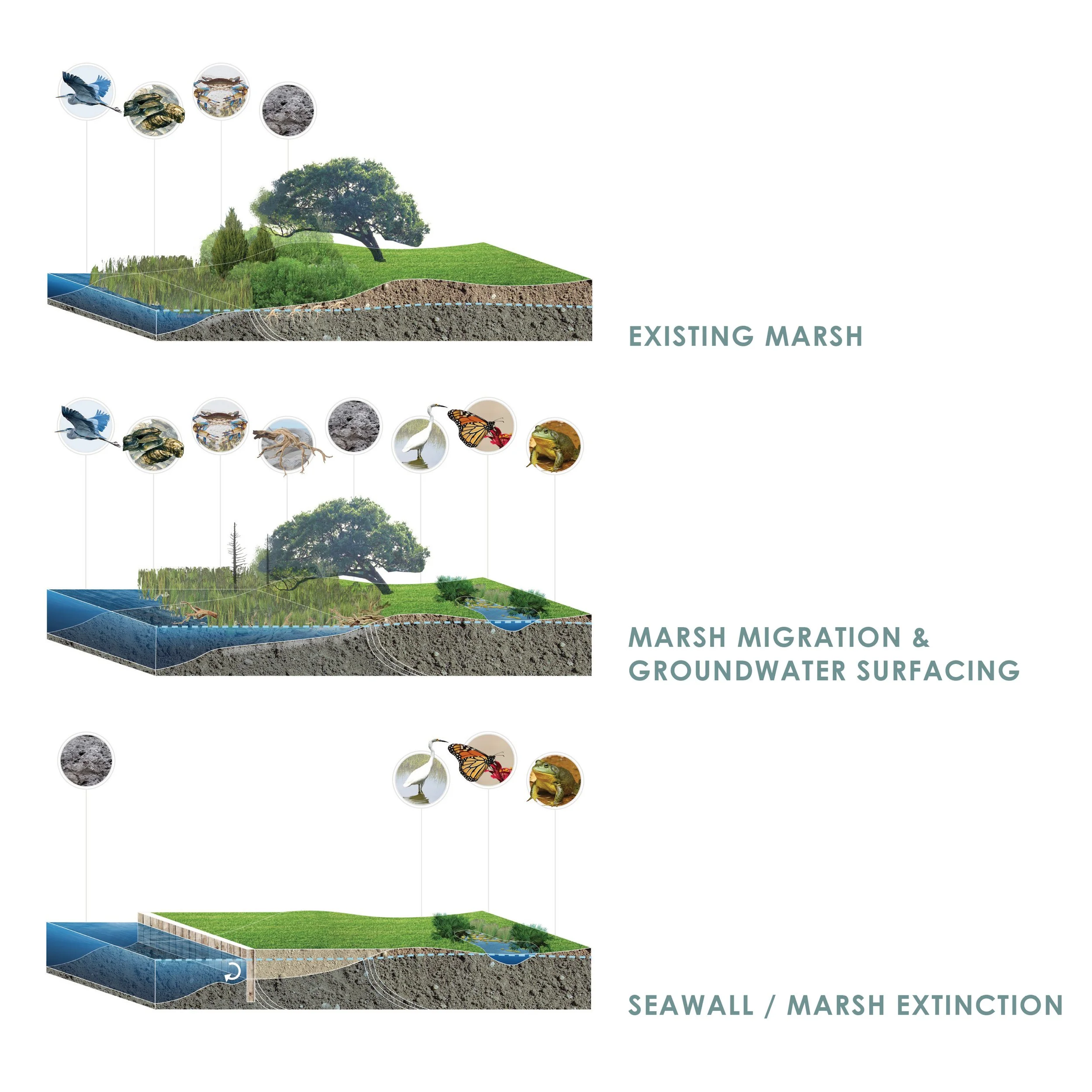 City of Charleston Land + Water Analysis