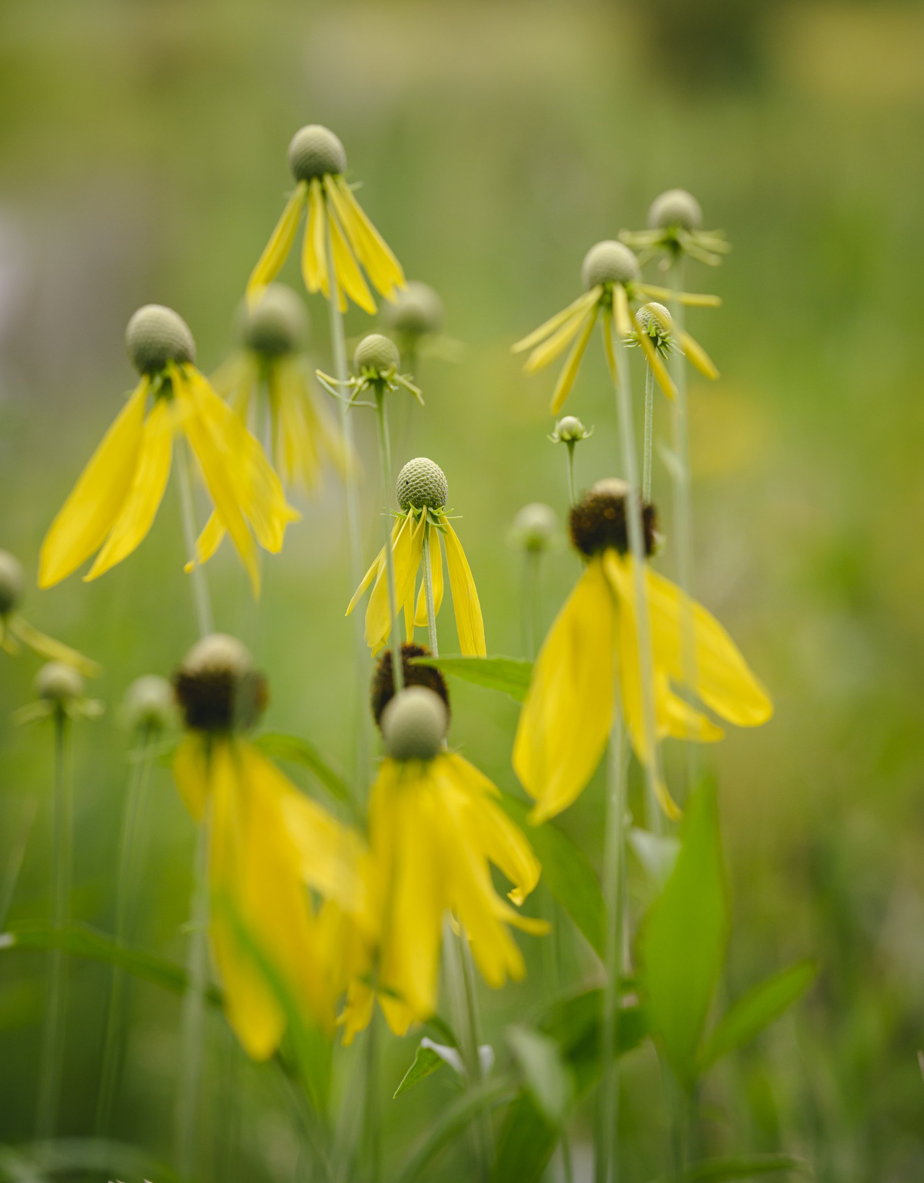 bring the built environment into better balance with nature