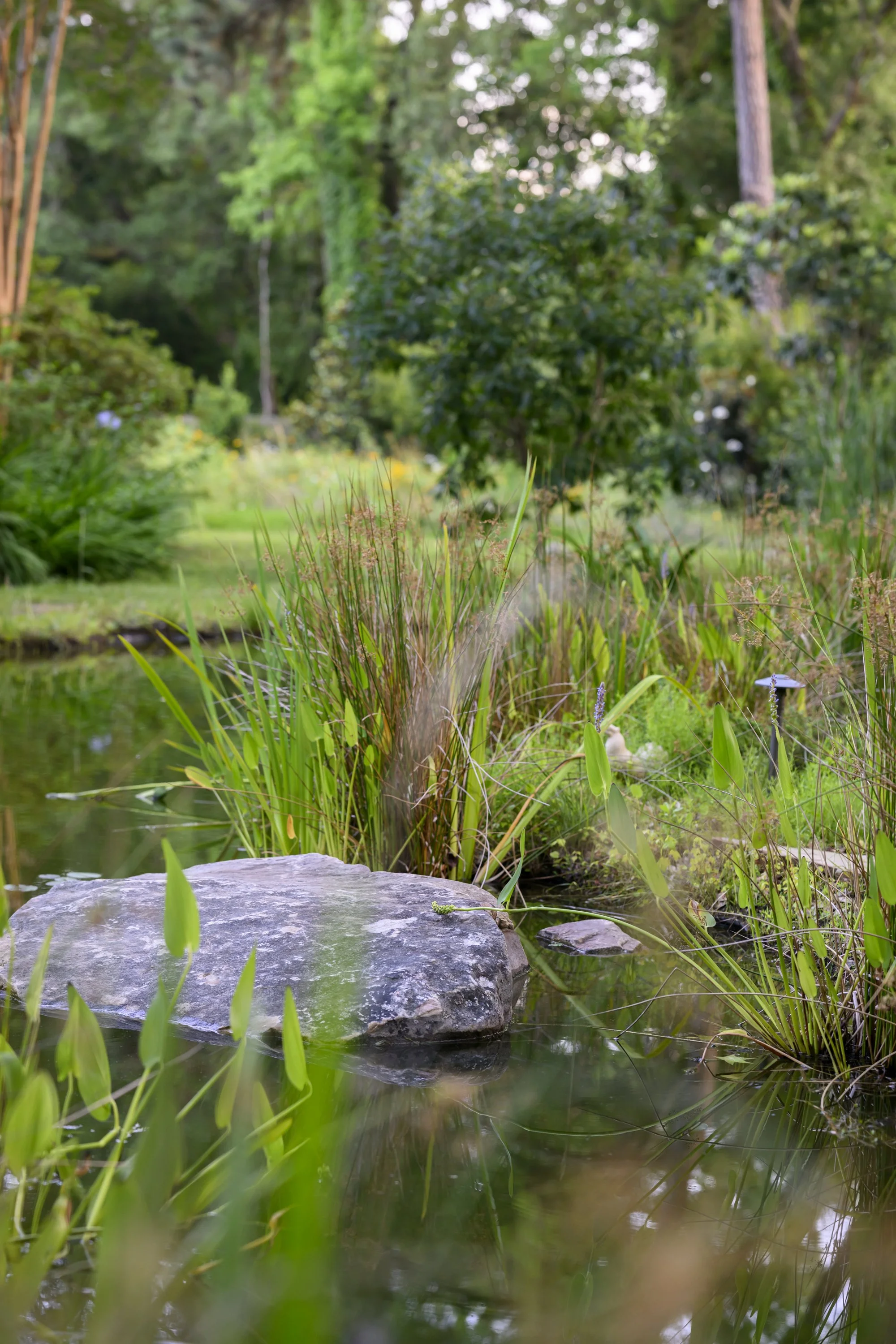 Naturalized Pond Landscape (1).jpg