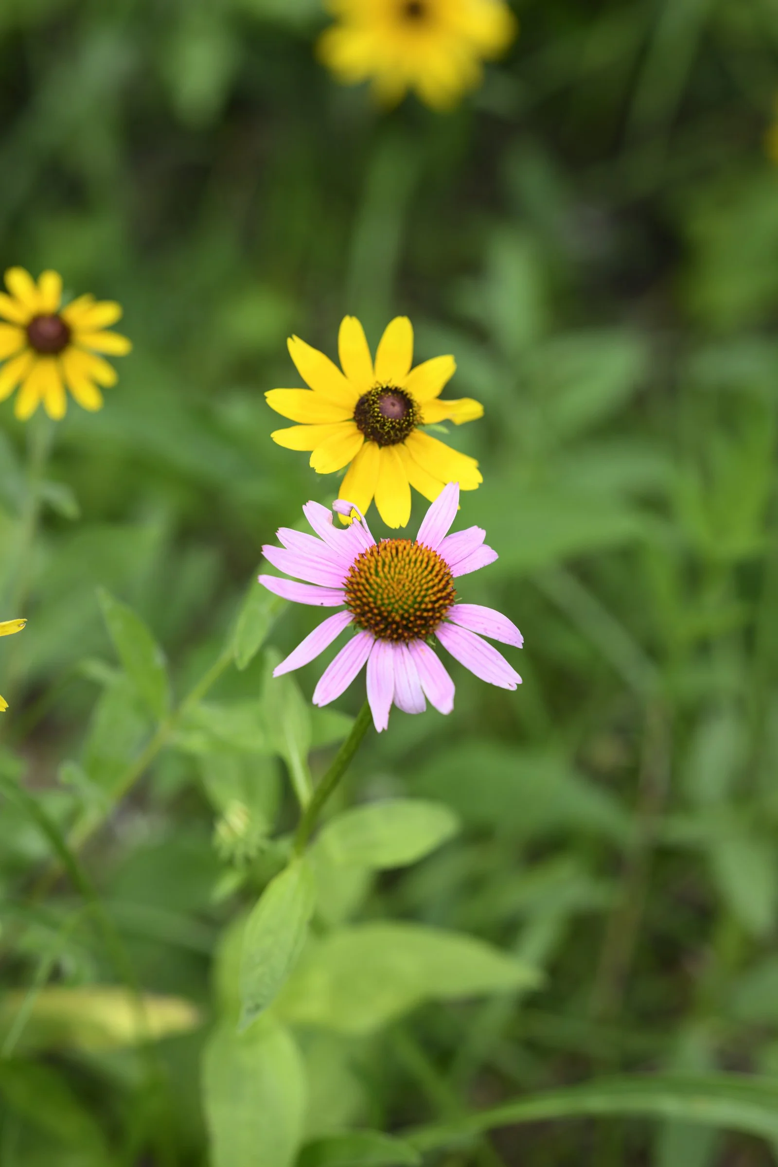 wildflower community