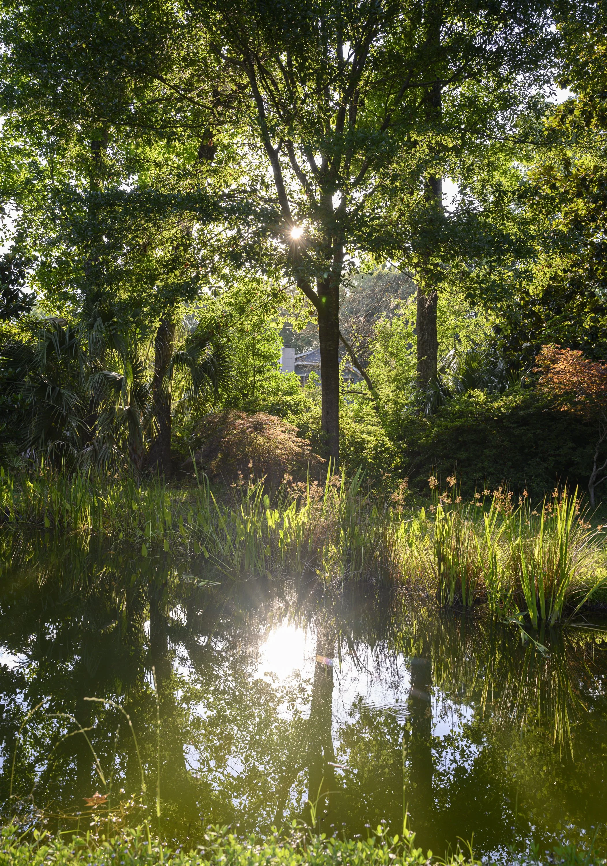 Naturalized Pond Landscape (4).jpg