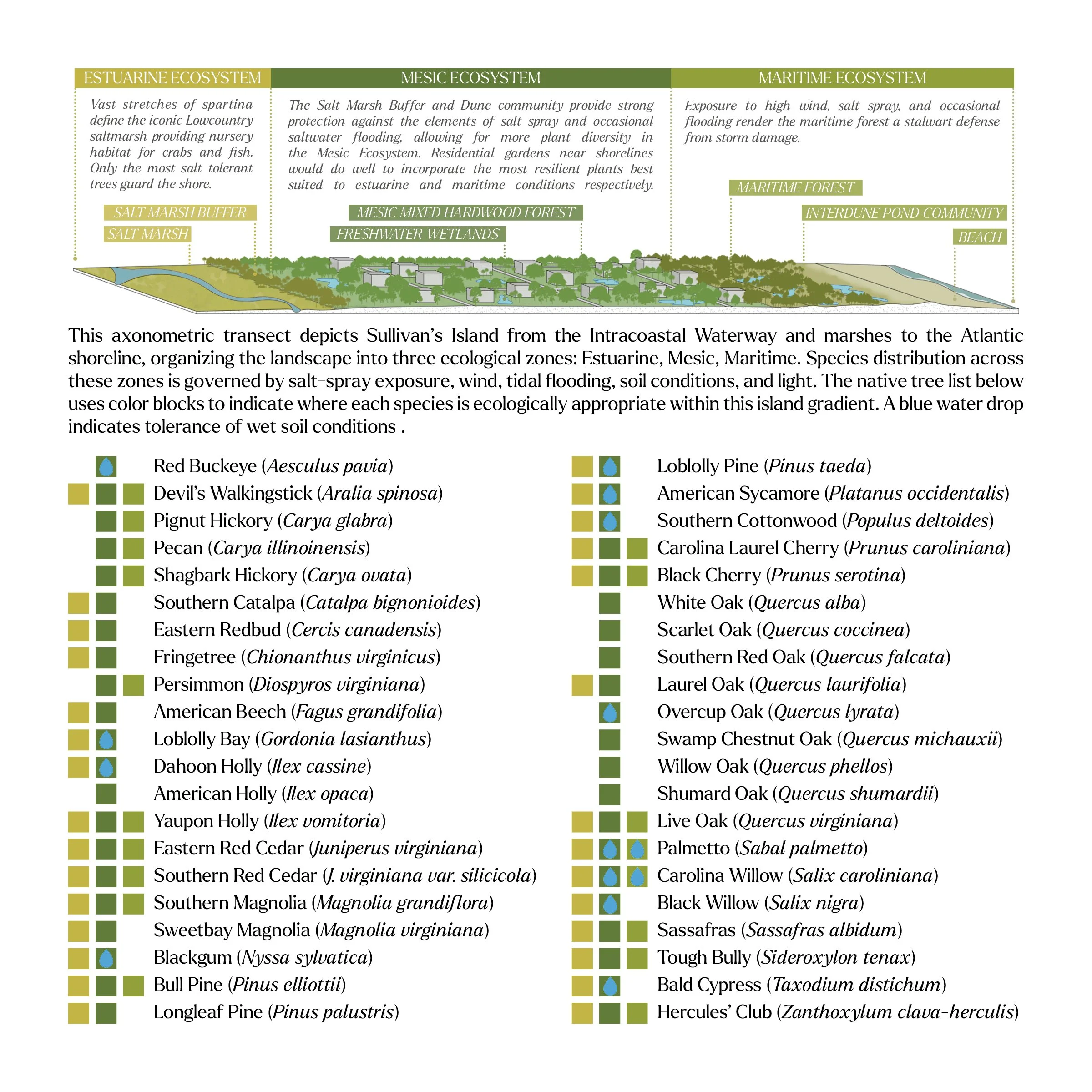 treebook transect.jpg