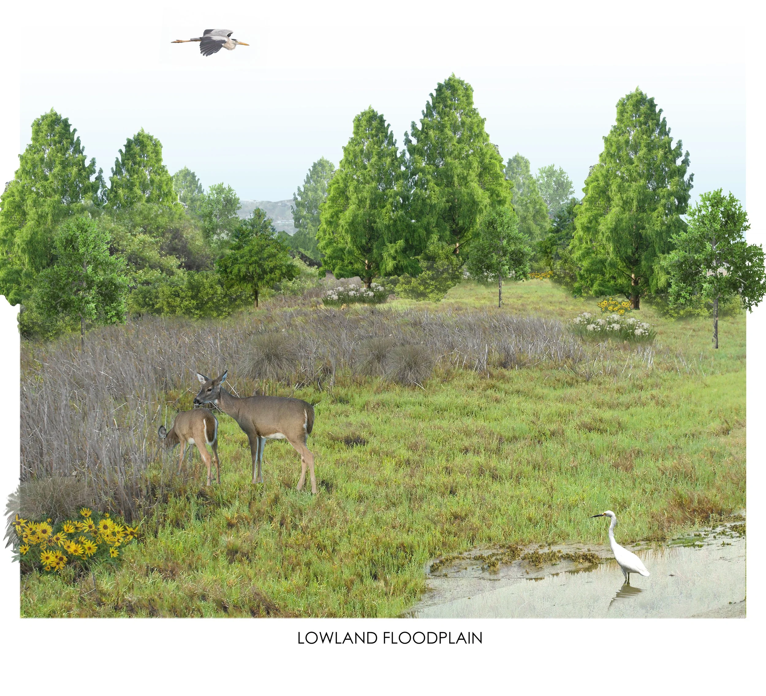 lowland floodplain typology.jpg