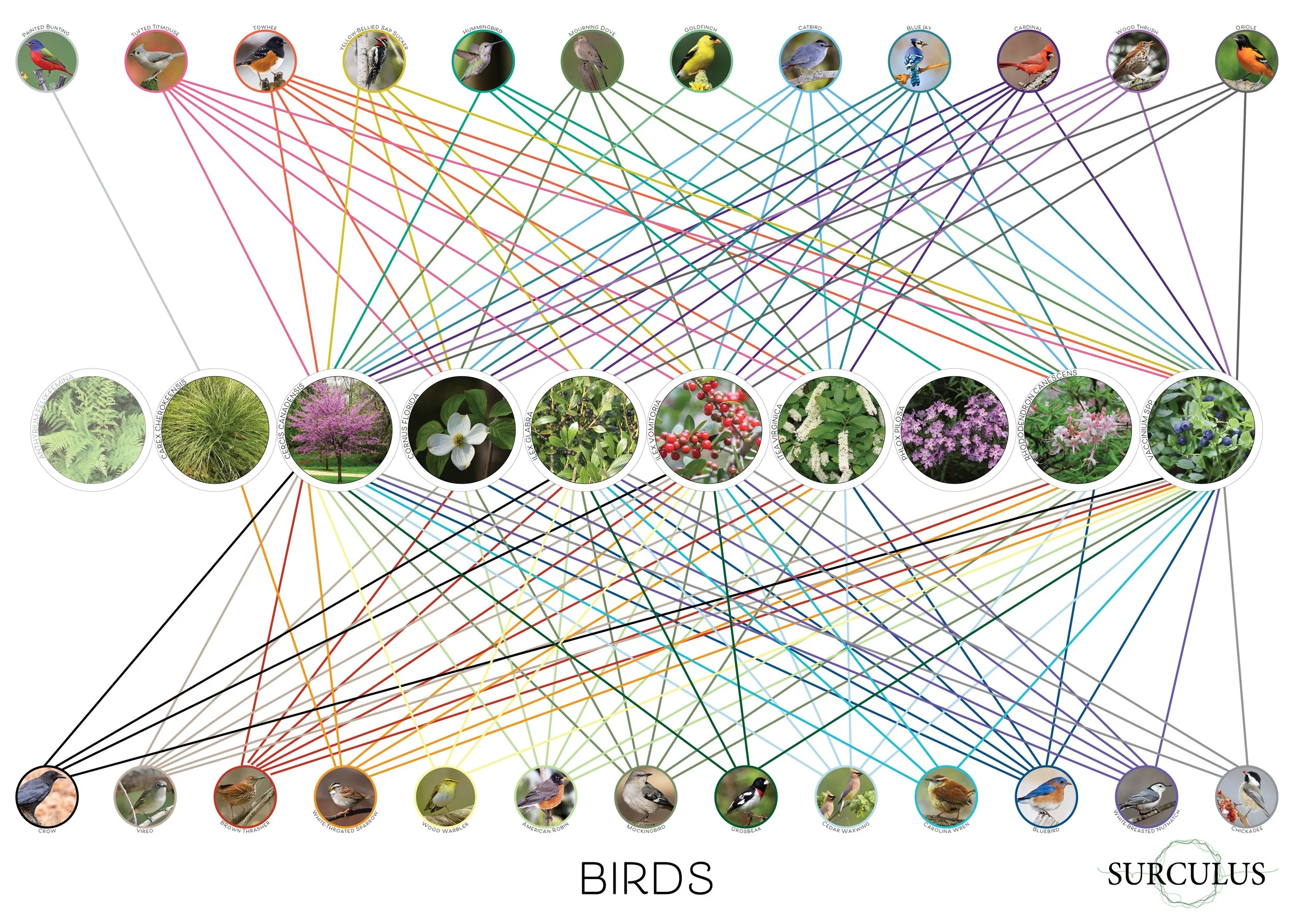 01_20190409 Bird Diagram_Surculus.jpg