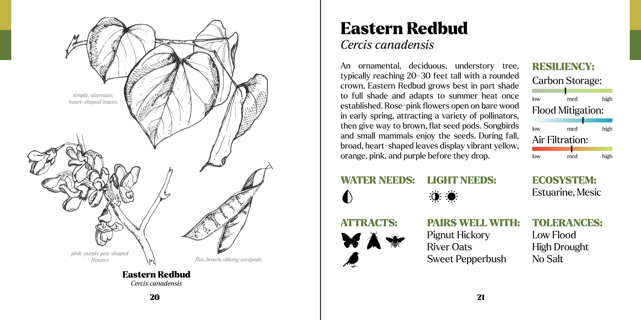 treebook redbud.jpg