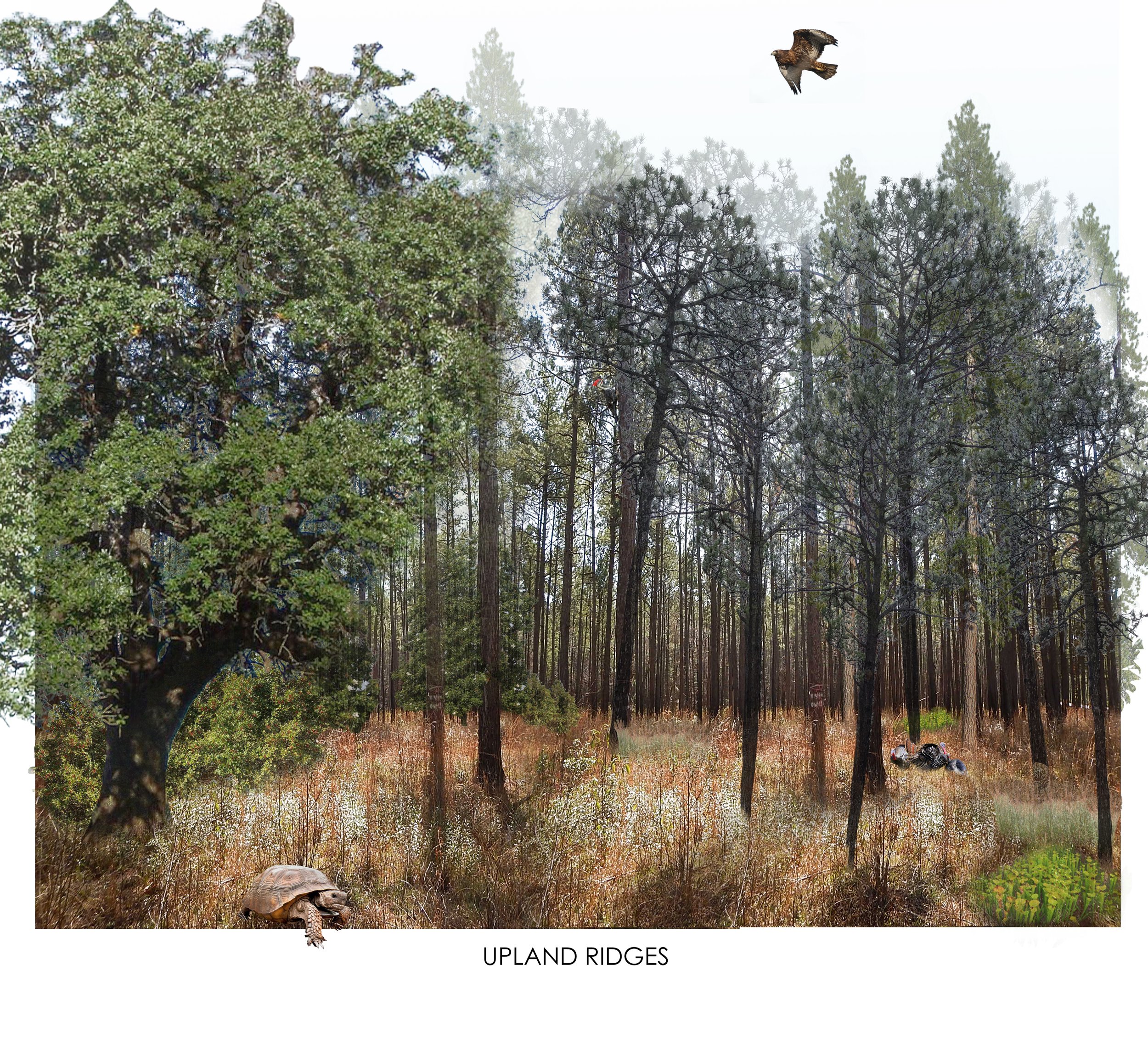 upland ridges typology.jpg