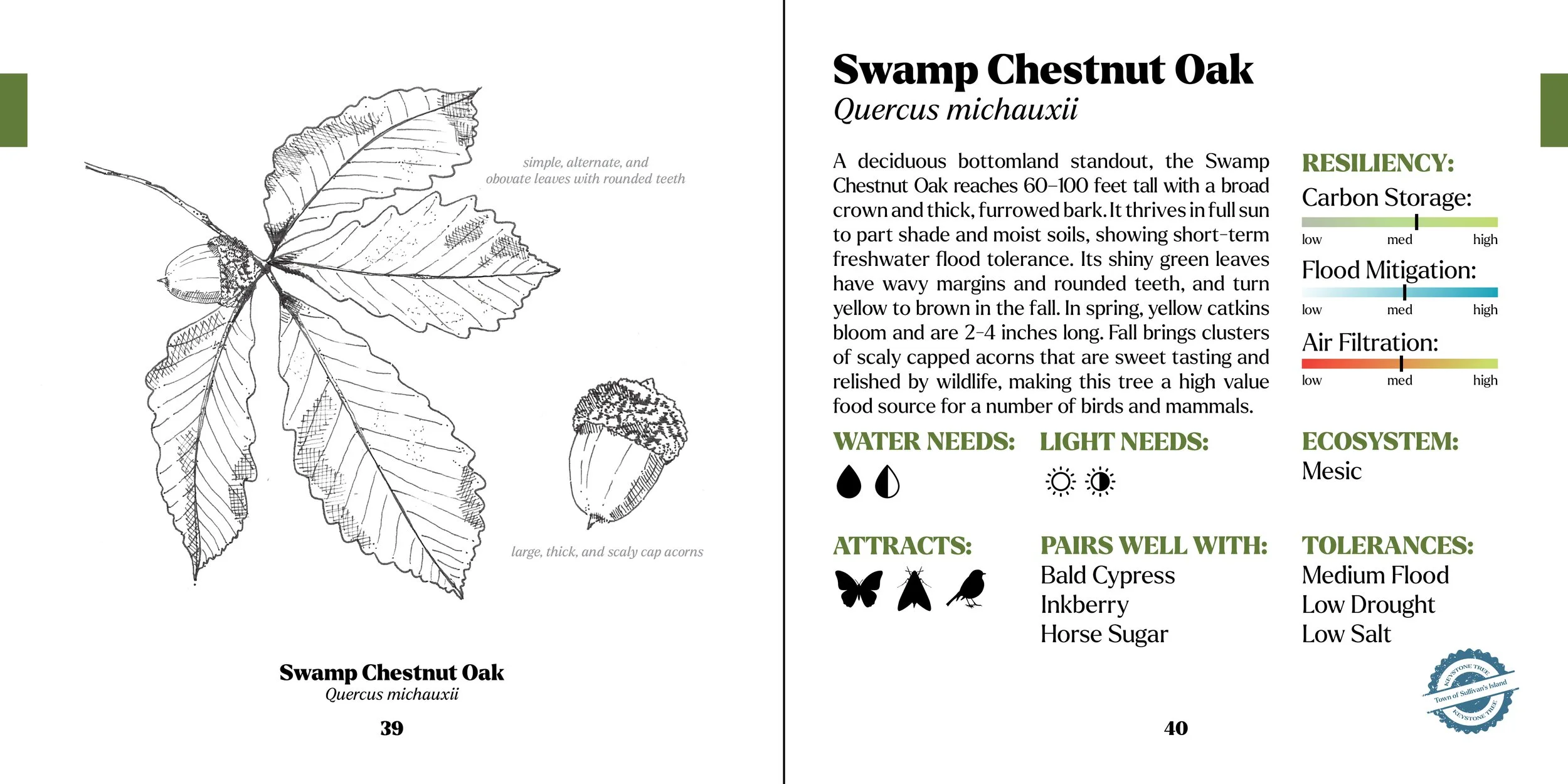 treebook swamp chestnut.jpg