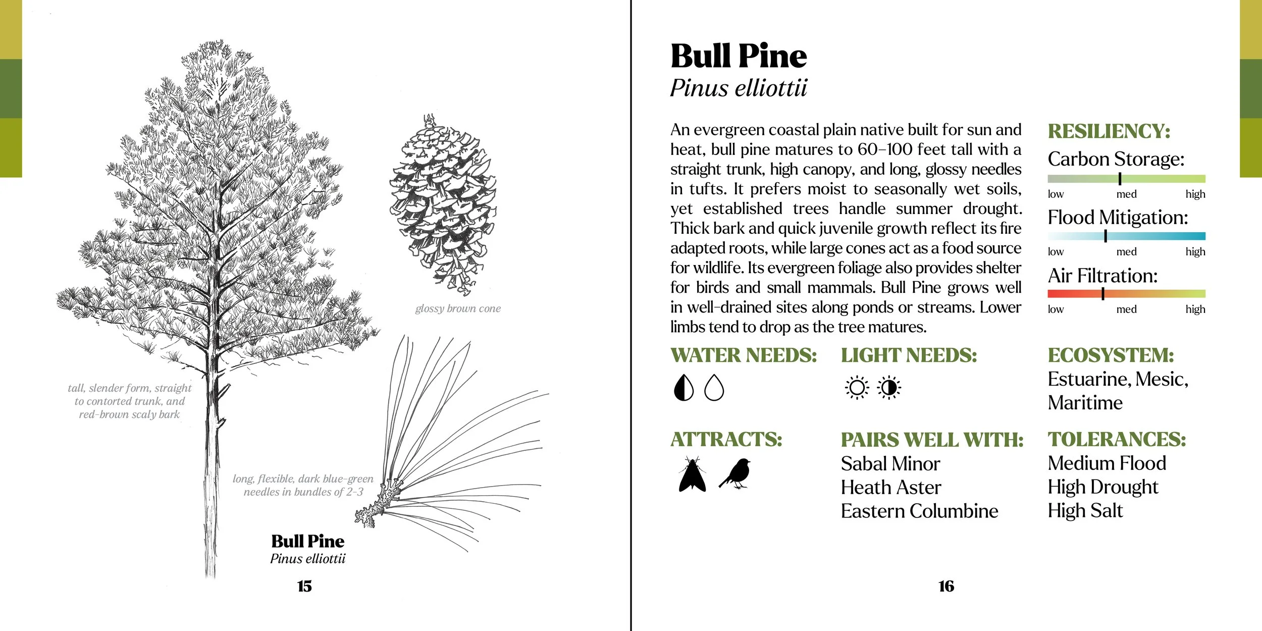 treebook bull pine.jpg