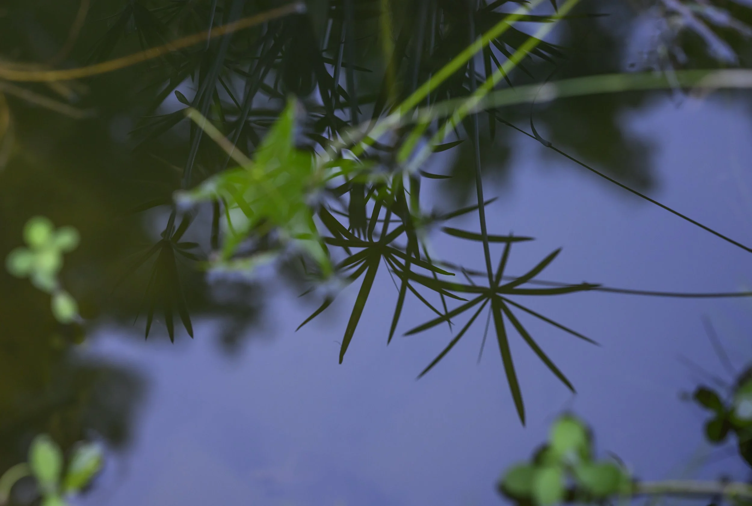 Naturalized Pond Landscape (16).jpg