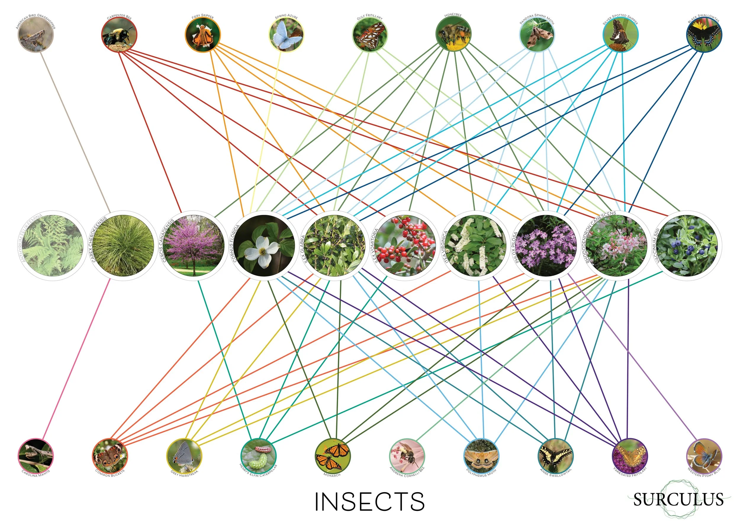02_20190409 Insect Diagram_Surculus.jpg