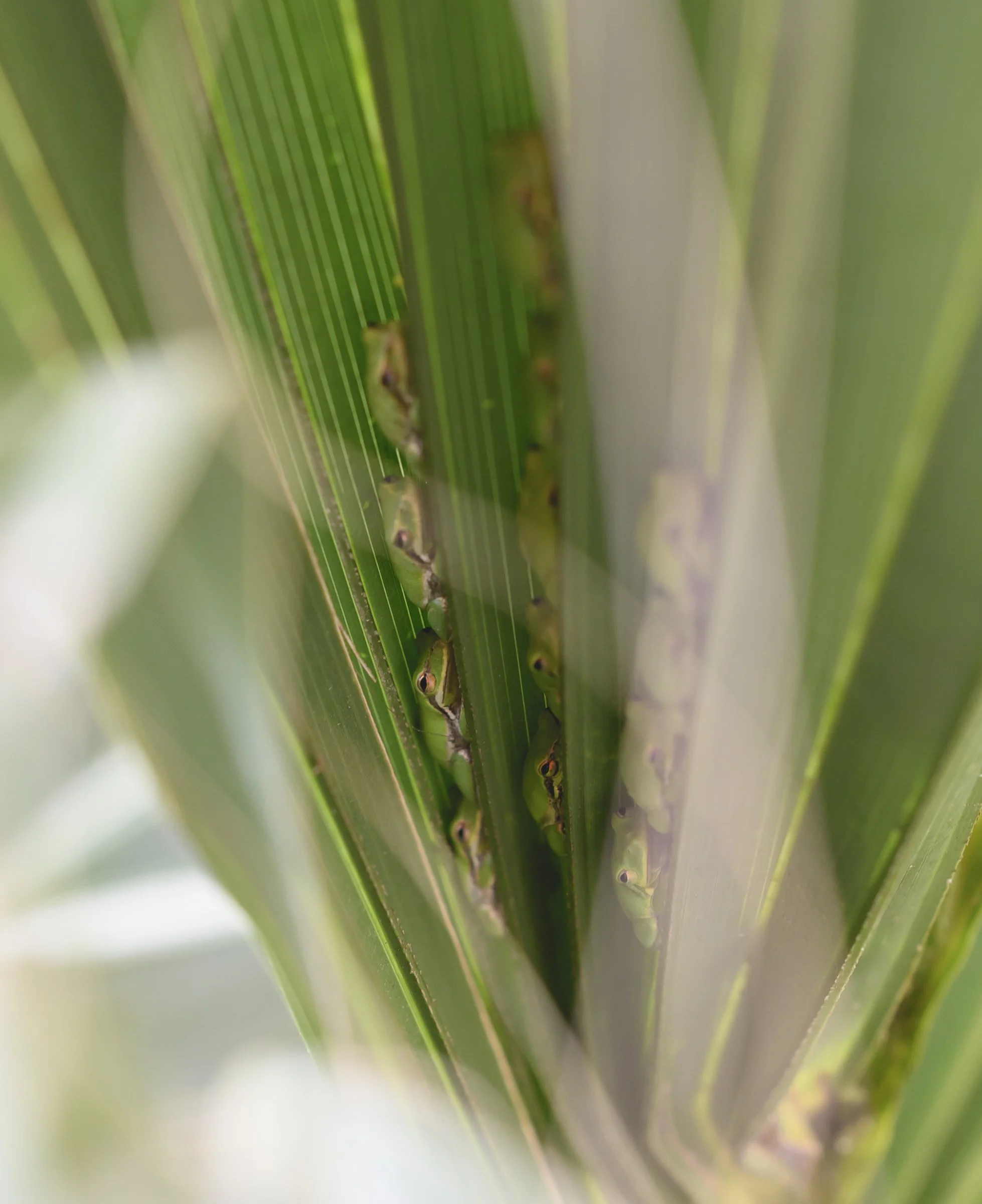 treefrogs palmetto resilience