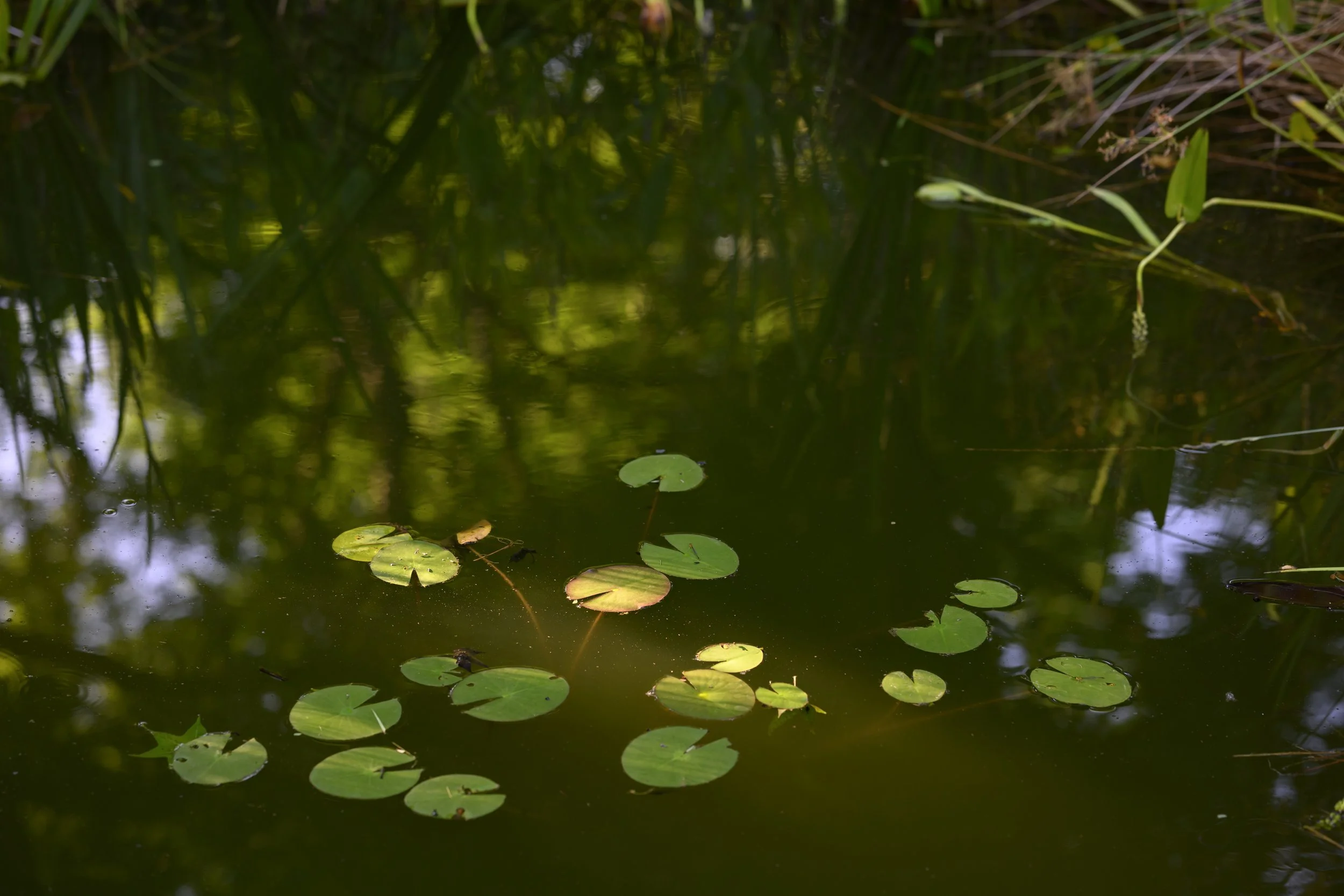 Naturalized Pond Landscape (10).jpg