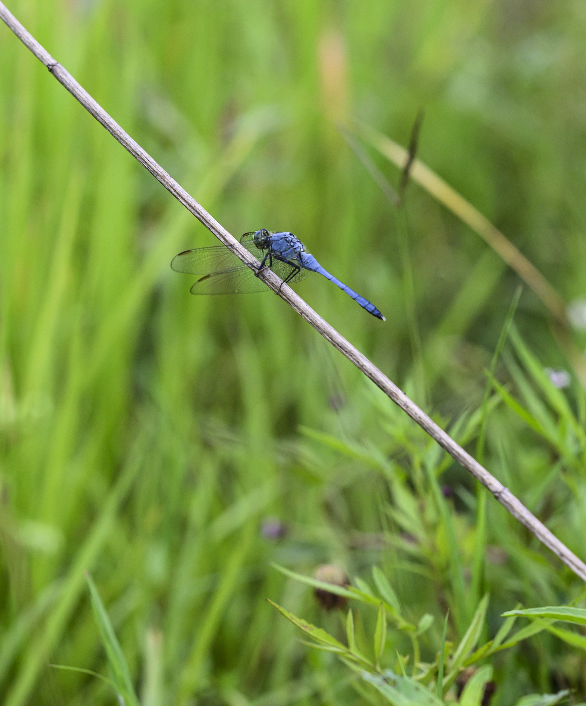 dragonfly ecosystems