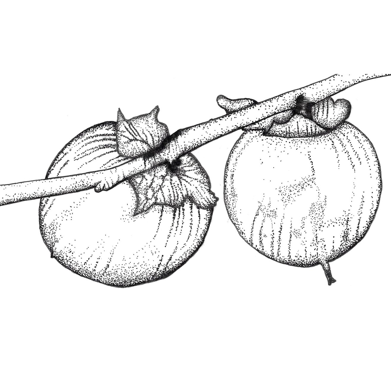 Sullivan's Island Native Tree Guide