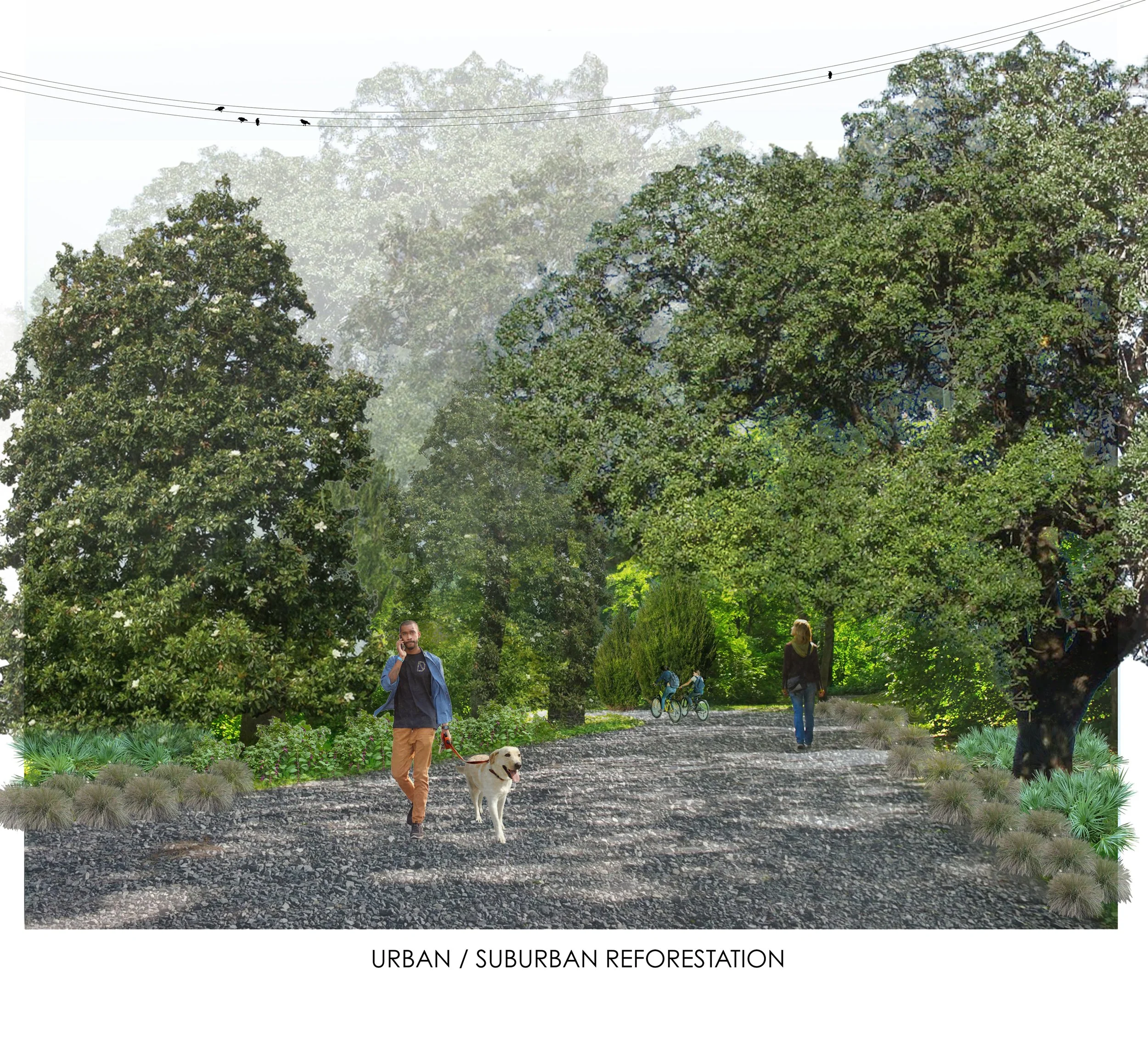 urban suburbam reforestation typology.jpg