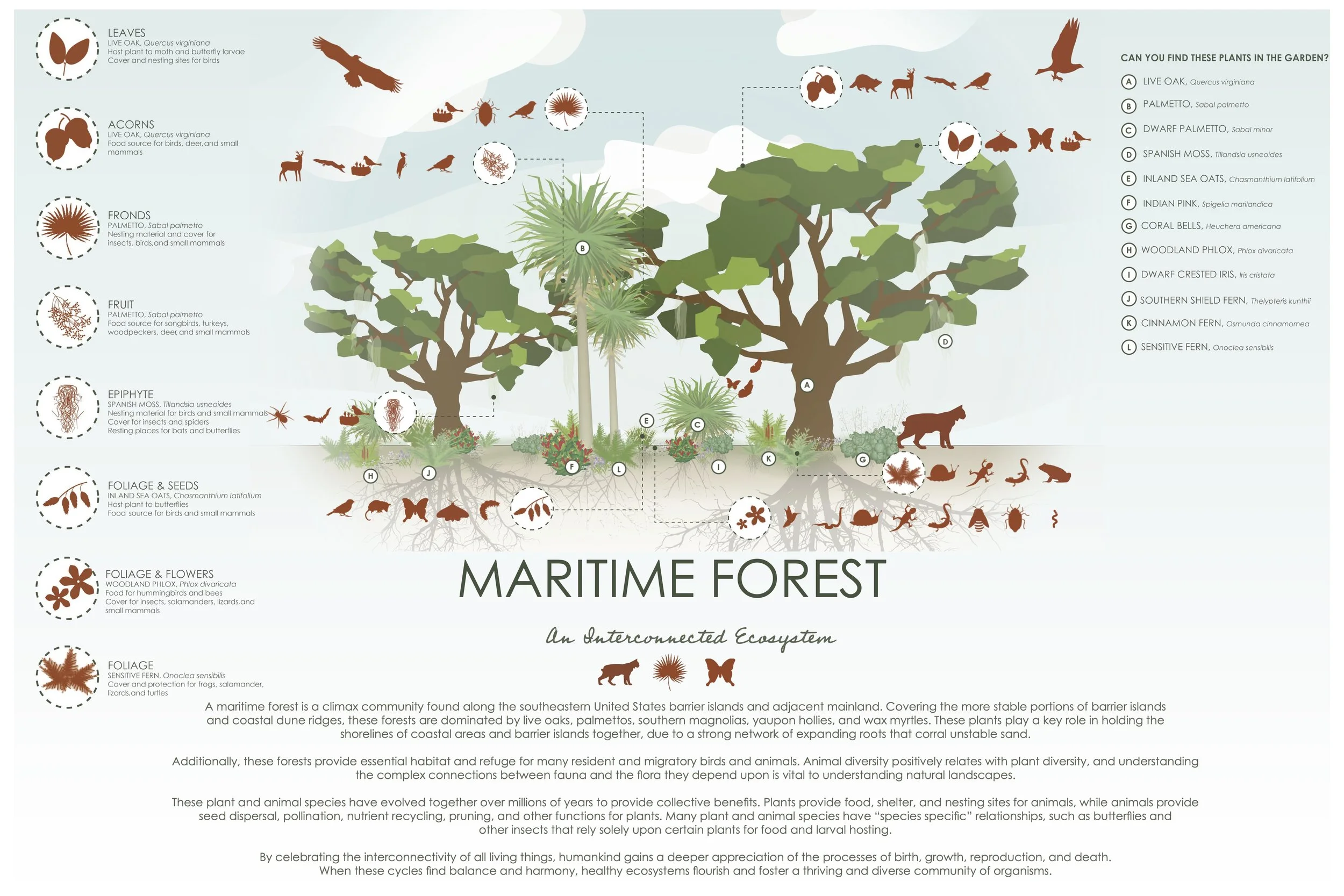 Maritime Forest.jpg